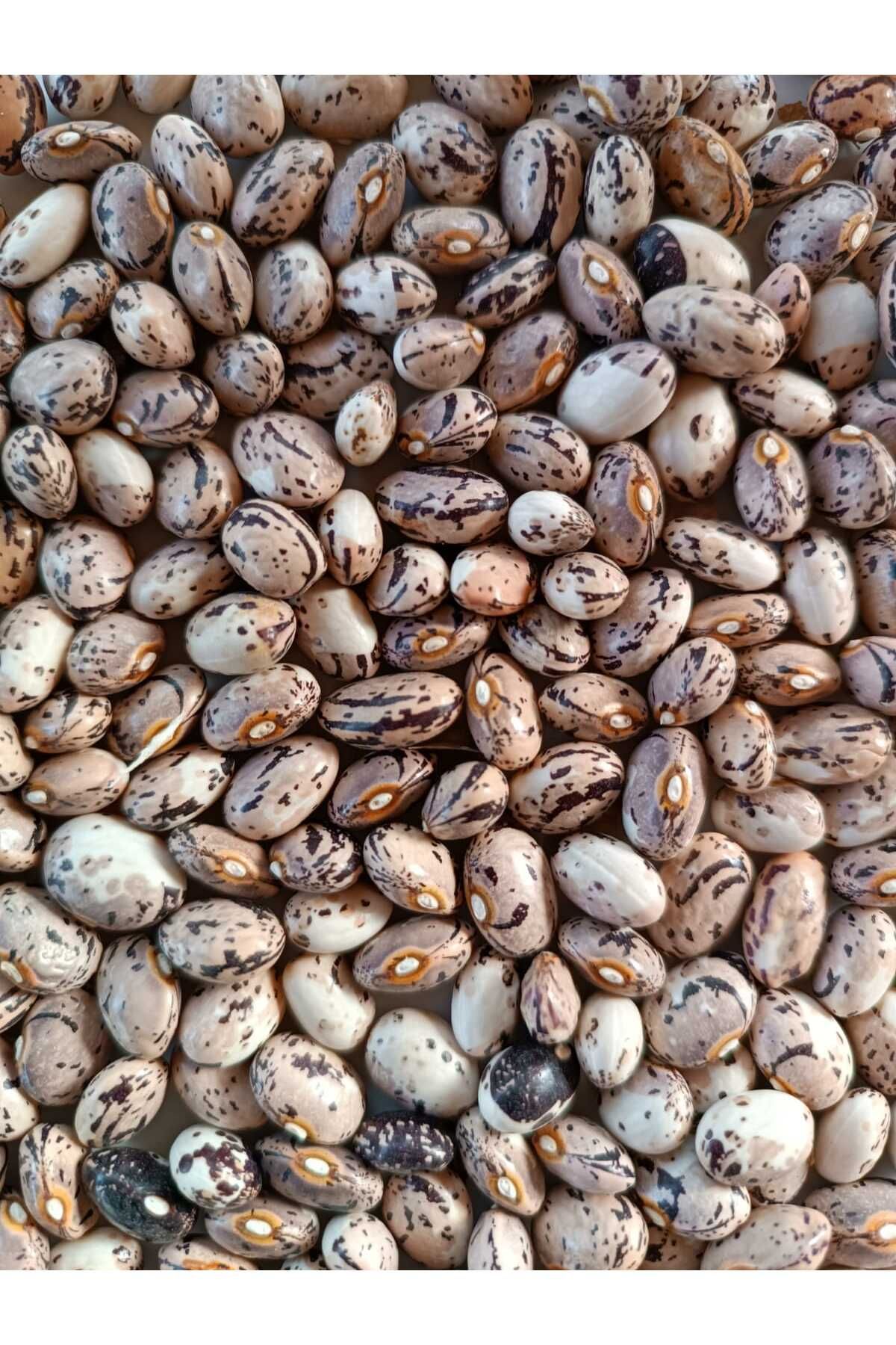 ATA Tohumu Yerli Çilli Barbunya Geneleksel Ürün Doğal Yetişritilmiş 1 kg