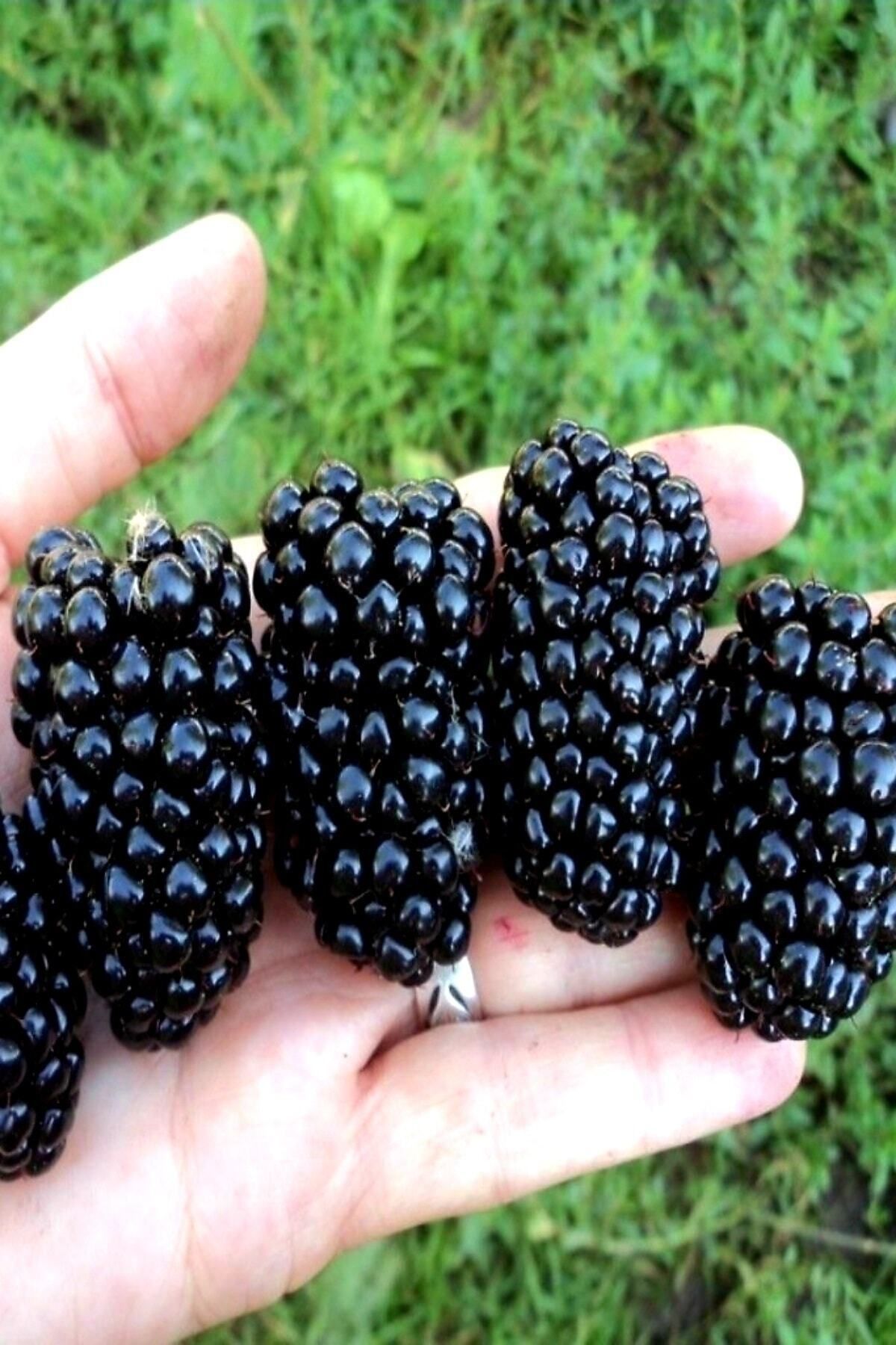Dikensiz Aşılı Tatlı Iri Taneli Böğürtlen Fidani 1. Kalite 100 120 Cm Açık Kök