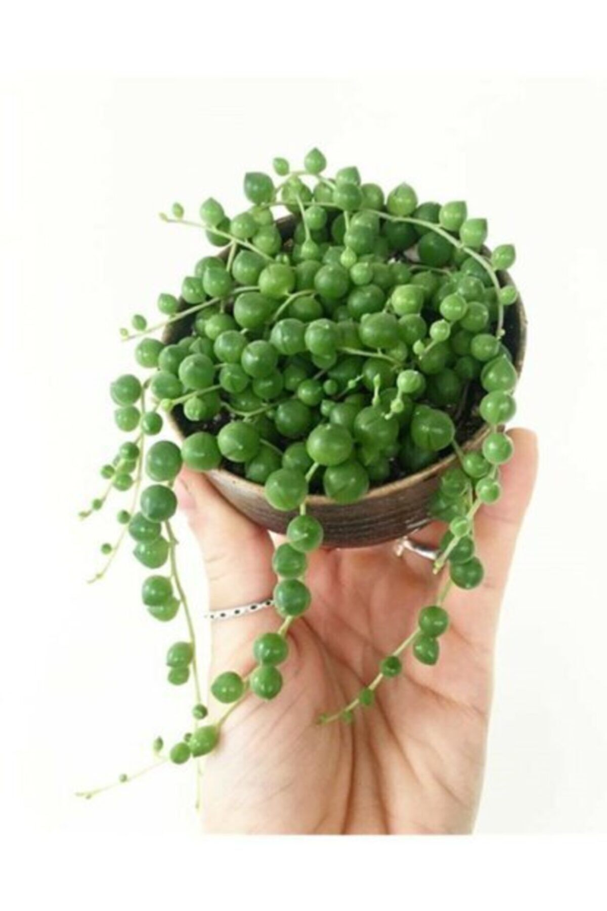 Tespih Boncuk Çiçeği Senecio Herreianus 5,5 Cm Saksı Kaktüs