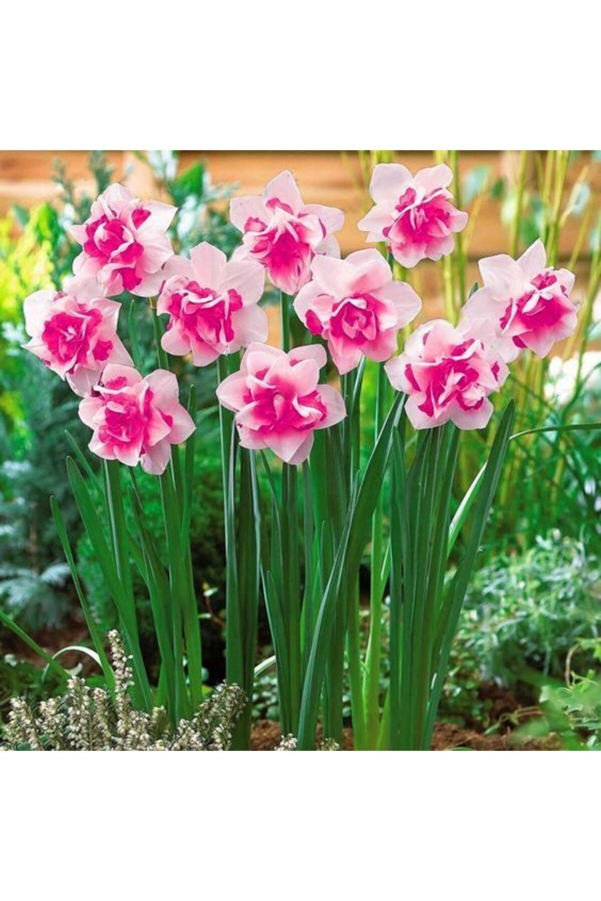 4 Adet Pembe Renkli Katmerli Nergis Çiçeği Soğanı Kokulu