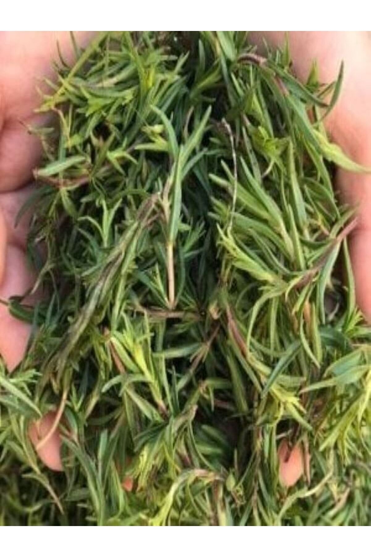 Taze Dağ Kekiği 500 Gr