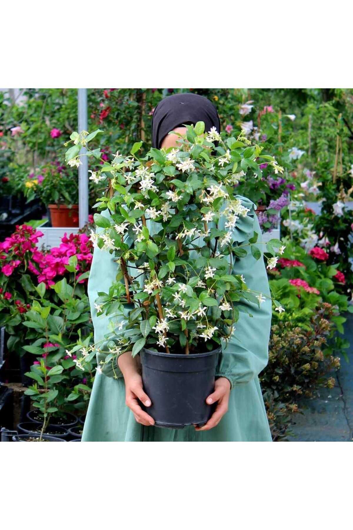 Arap Yasemini Bol Kokulu 30-32 cm Boy, Saksılı