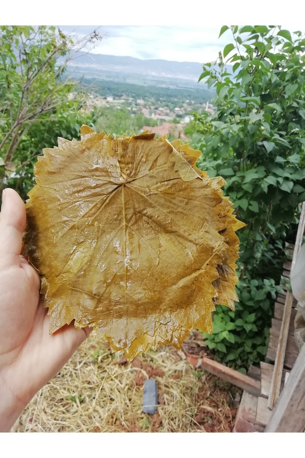 Tokat Salamura Bağ Yaprağı Ince Damarsız (DİREK SARIP PİŞİRİLİR)- 5kg'lık Bidon (İADE GARANTİLİDİR)