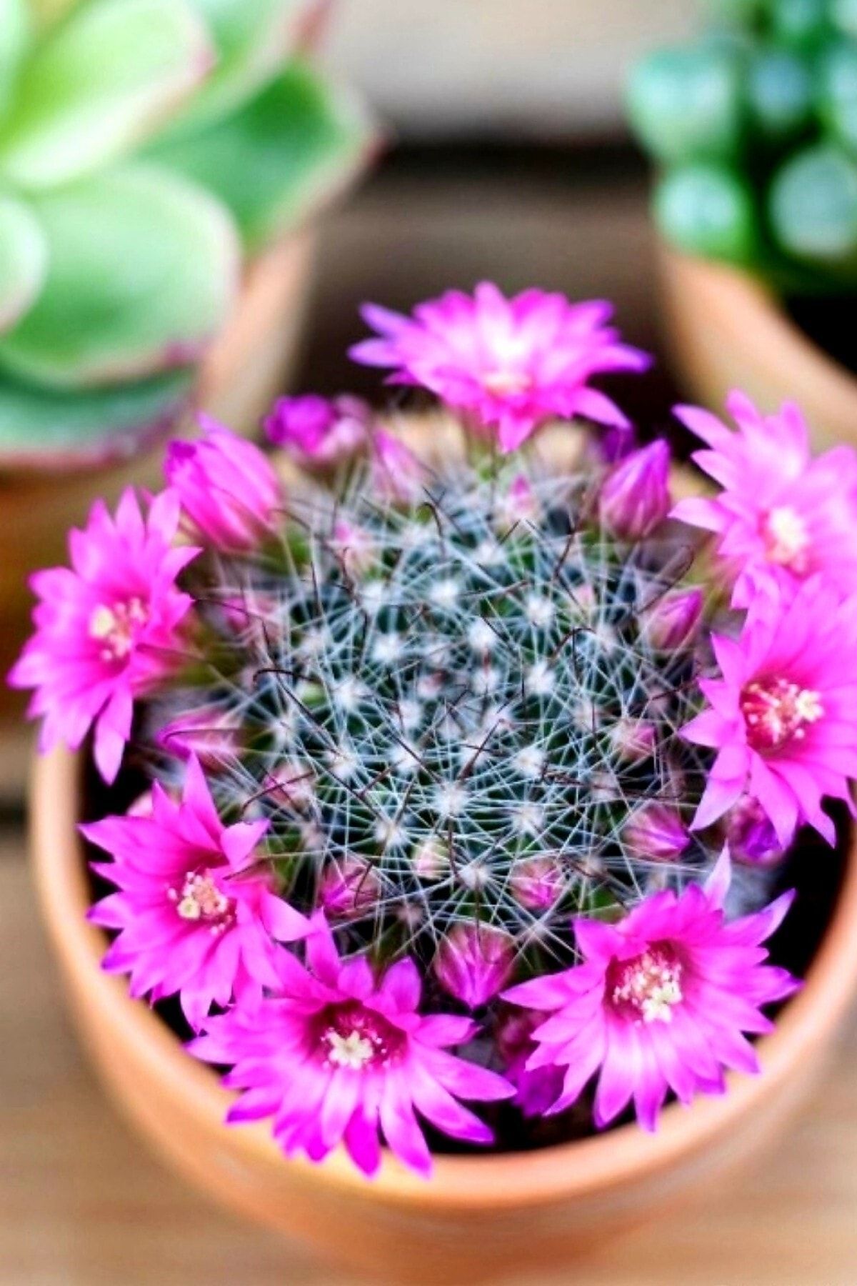 Mammillaria Wrightii 12 Ay Çiçek Açan Bol Tomurcuklu Kaktüs Sukulent