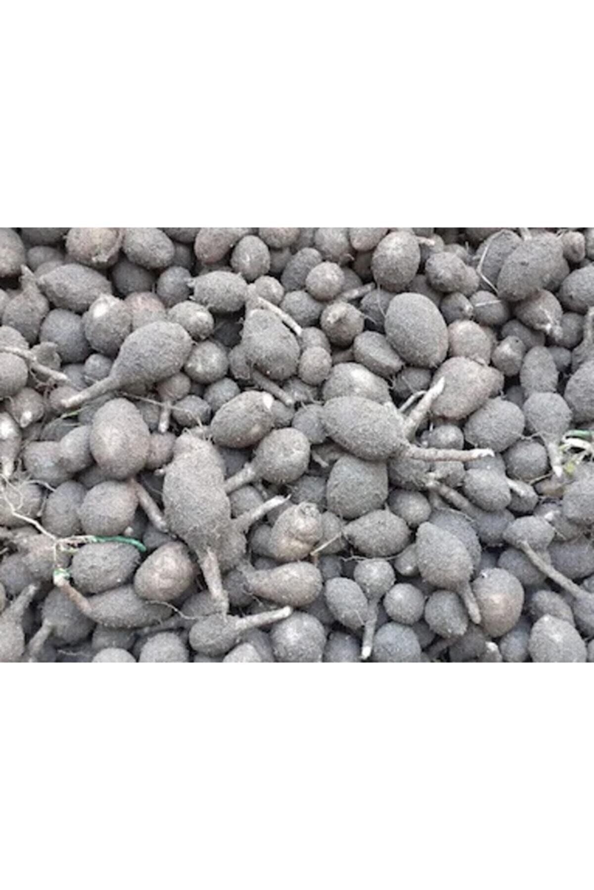 Salep Fidesi, Tohumu, Gıda Amaçlı Yıkanmamış, Dikime Hazır (10 ADET)