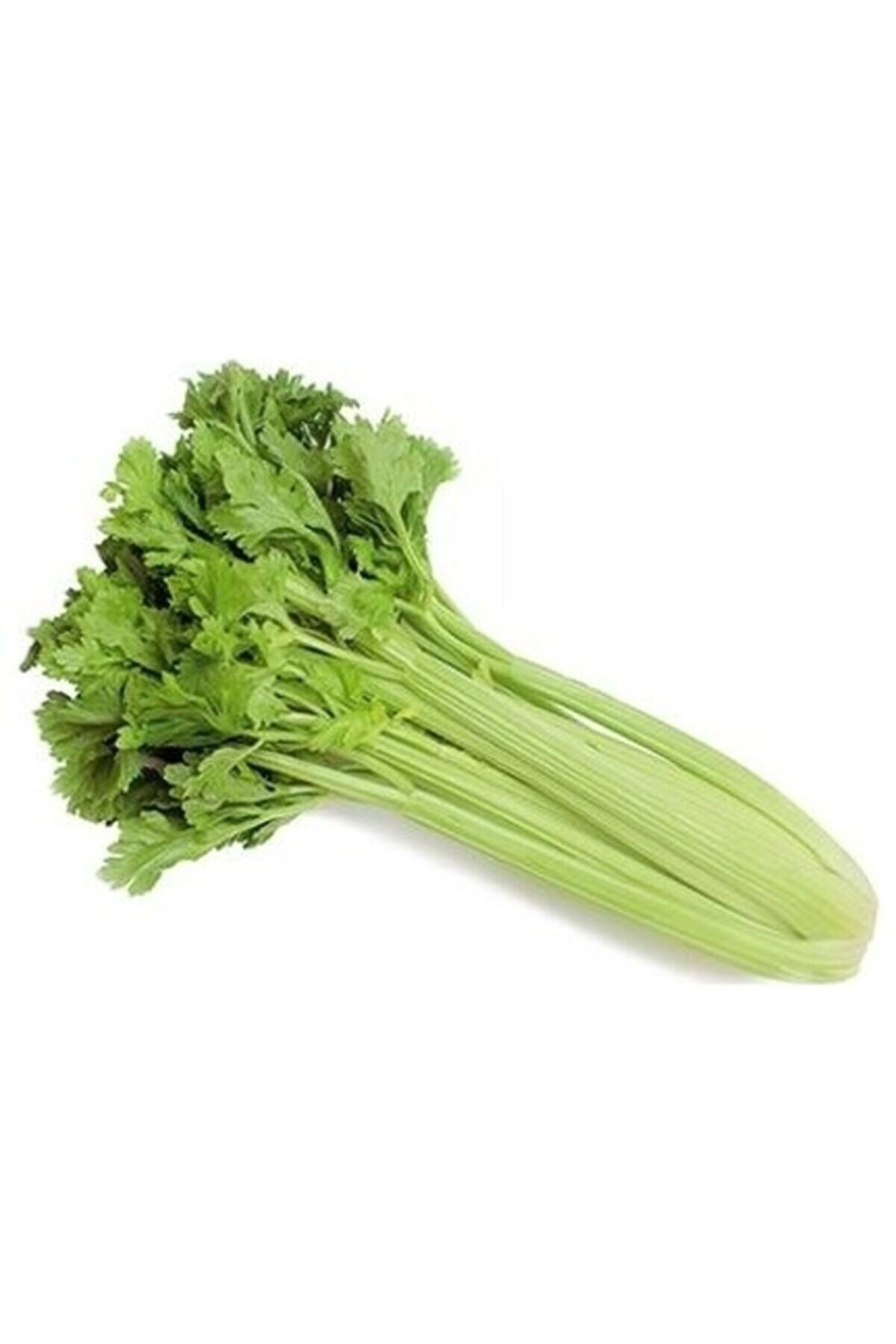 - Sap Kereviz 1 Adet