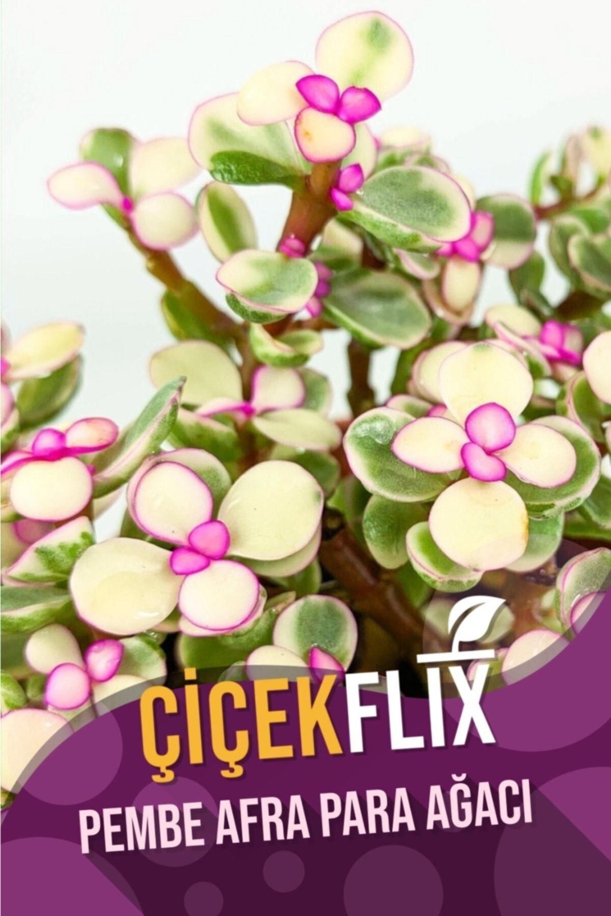Alacalı Pembe Çiçek Açan Afra Para Ağacı Mini Boy 5.5 cm /şuan Çiceksizdir