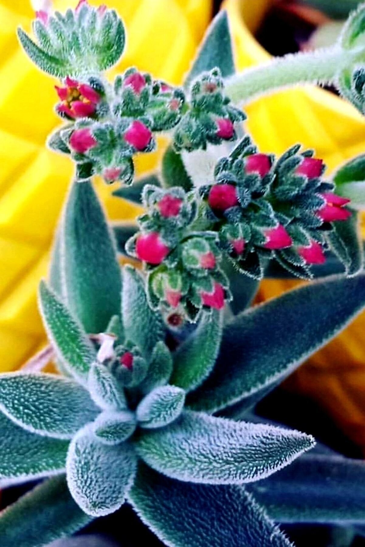 Crassula Mesembryanthemoides Tüylü Çiçek Açan Cins 5.5cm