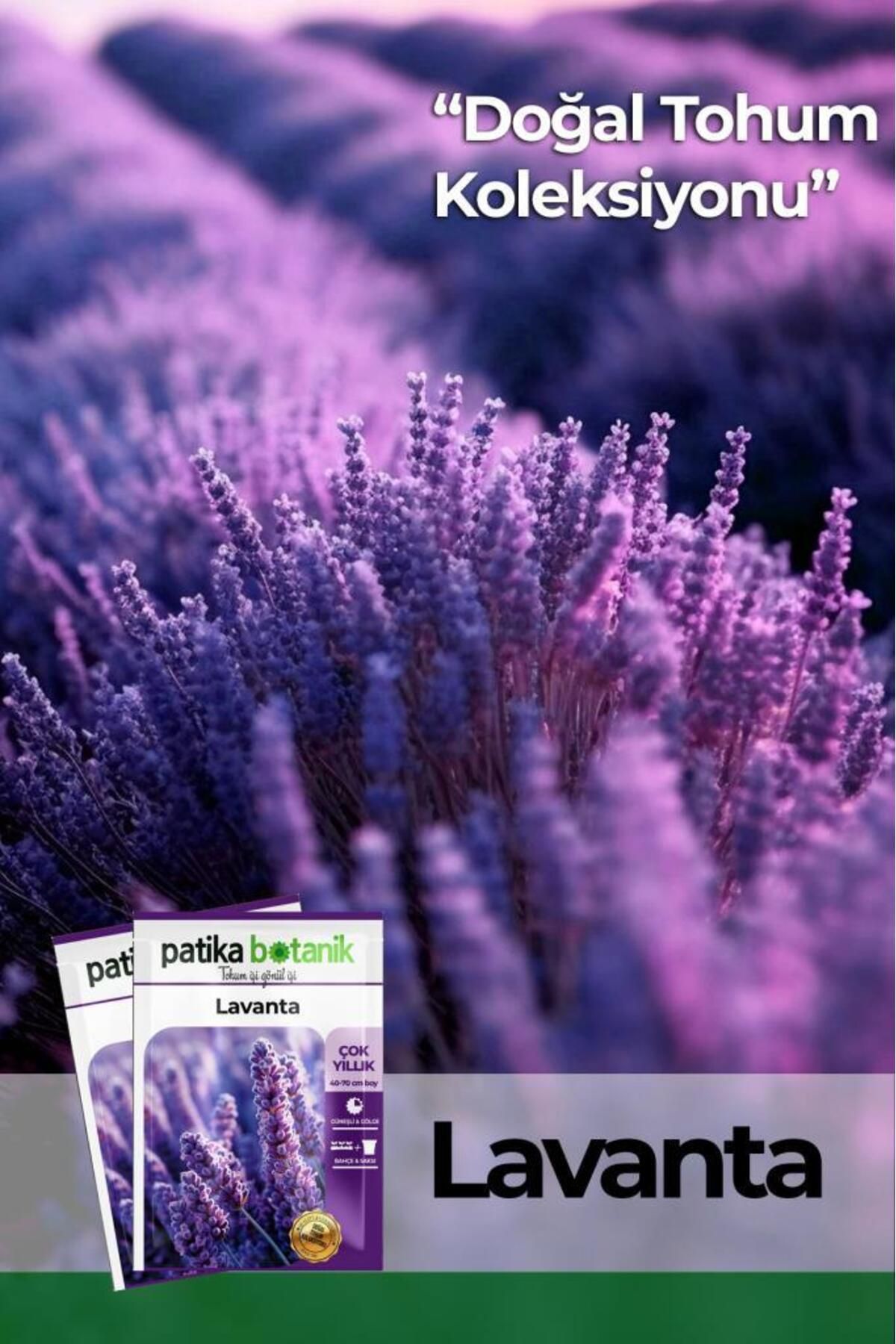 100 Adet Lavanta (LAVANDULA) Çiçek Tohumu