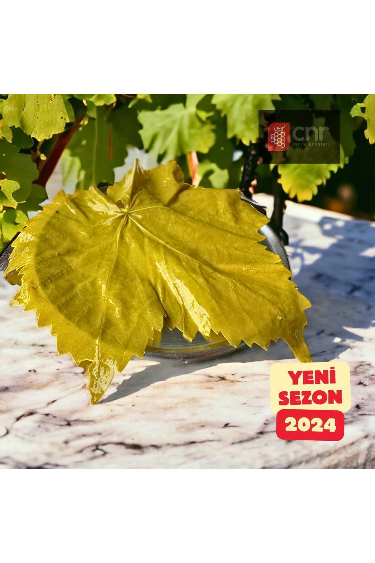 Ilk Hasat 2024 Damarsız Asma Yaprağı 5 Kilogram
