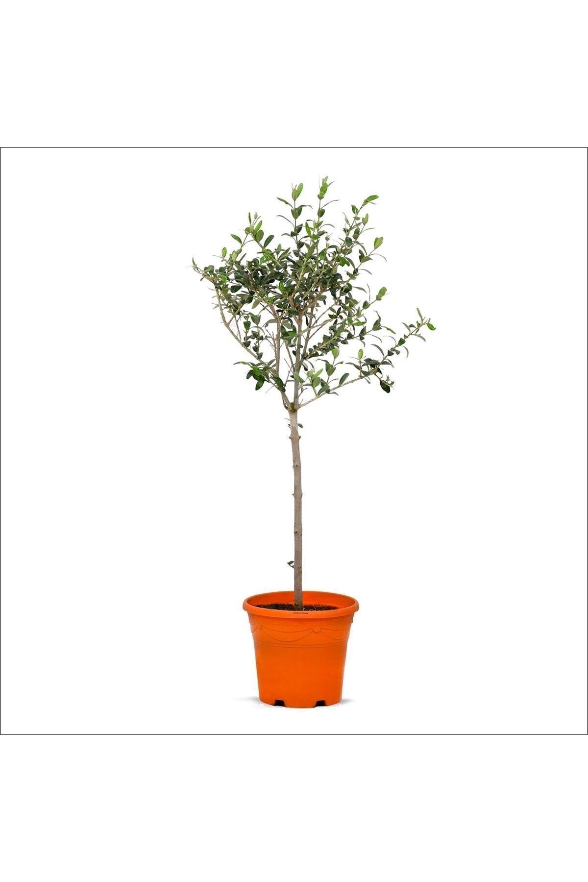 Tijli Zeytin Ağacı (80-100 CM)