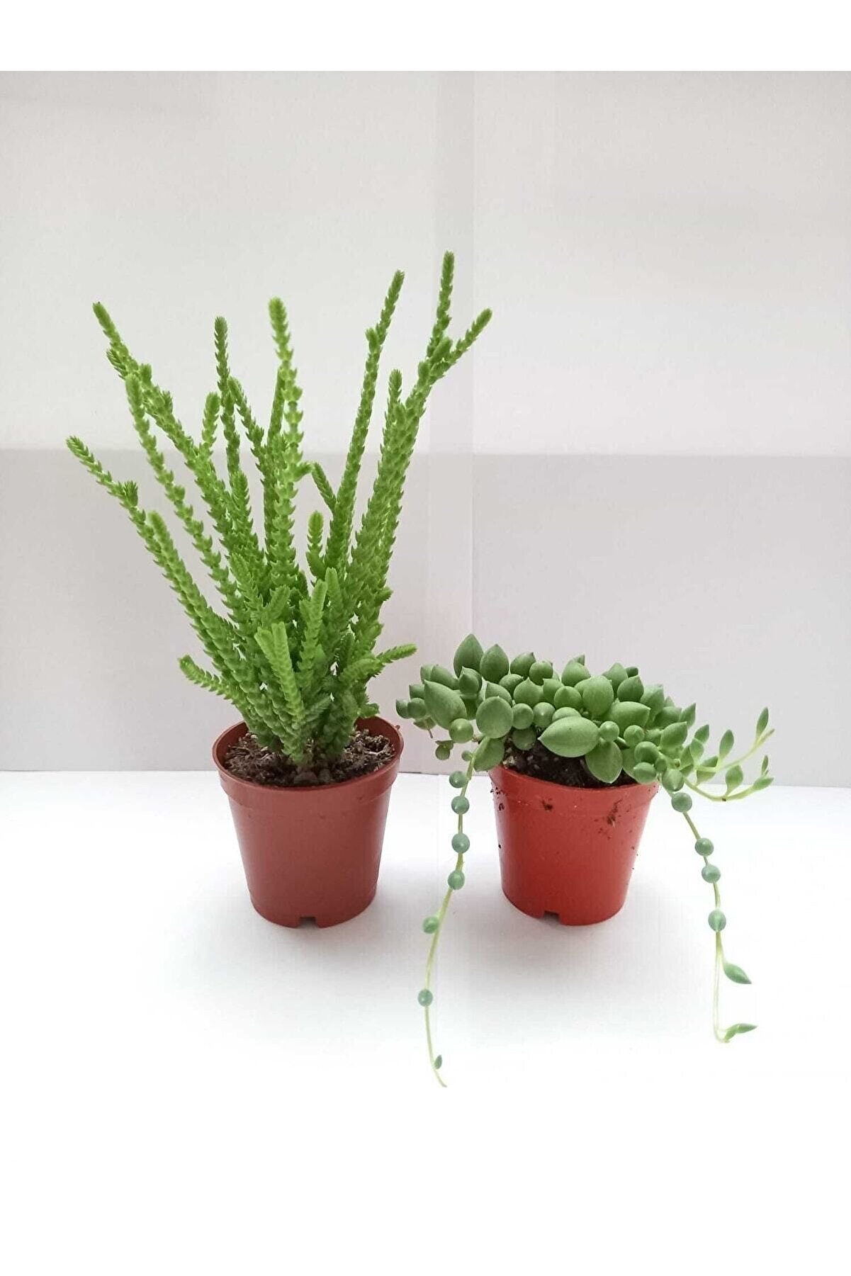 Tesbih Çiçeği + Prenses Çam Sukulent 5,5cm Saksıda {çiçek Açan Cinsler}