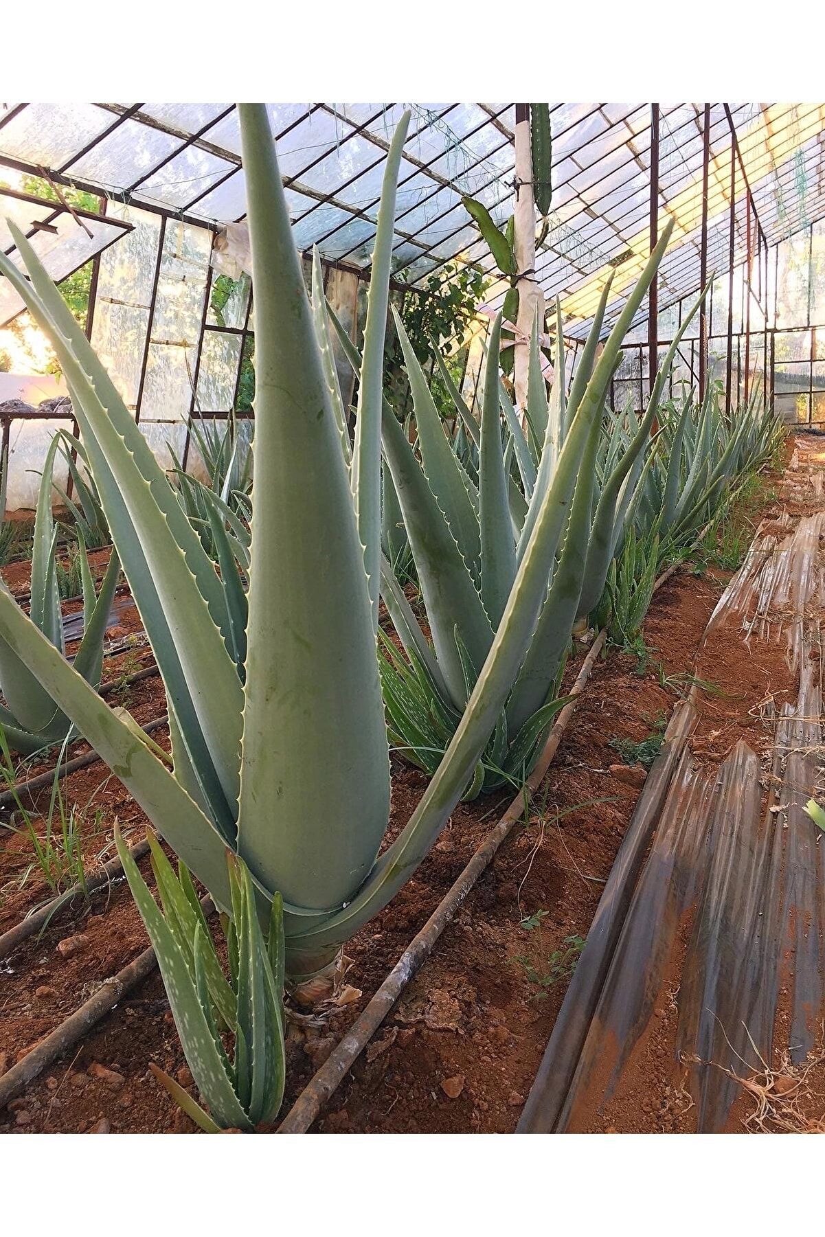 Odunsu Çok Büyüyen Aloe Vera Bitkisi Fidanı, 40 Cm, Saksısız Köklü, Aloe Vera Plant, Hediyeli