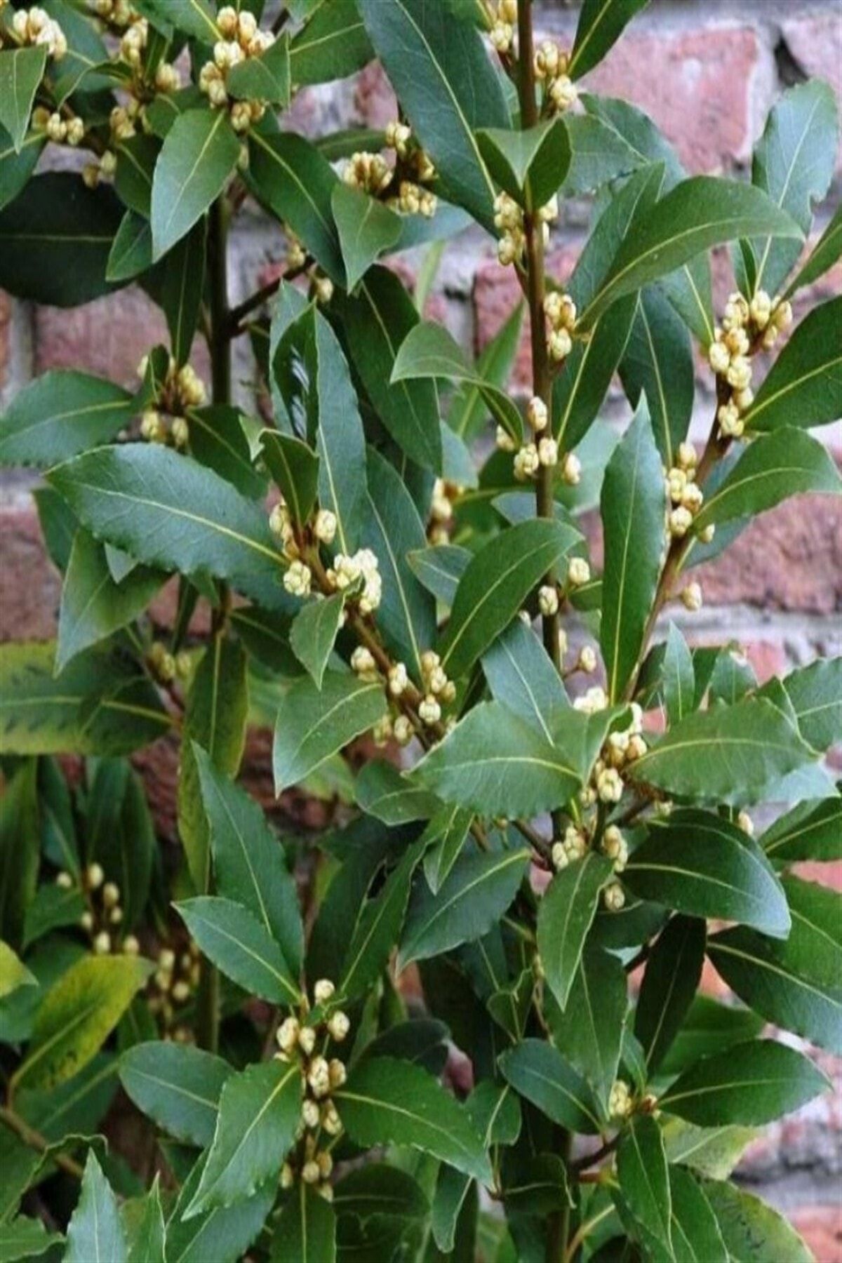 Tüplü 60-80 Cm Defne Ağacı (LAURUS NOBİLİS) Fidanı Bahçevilya