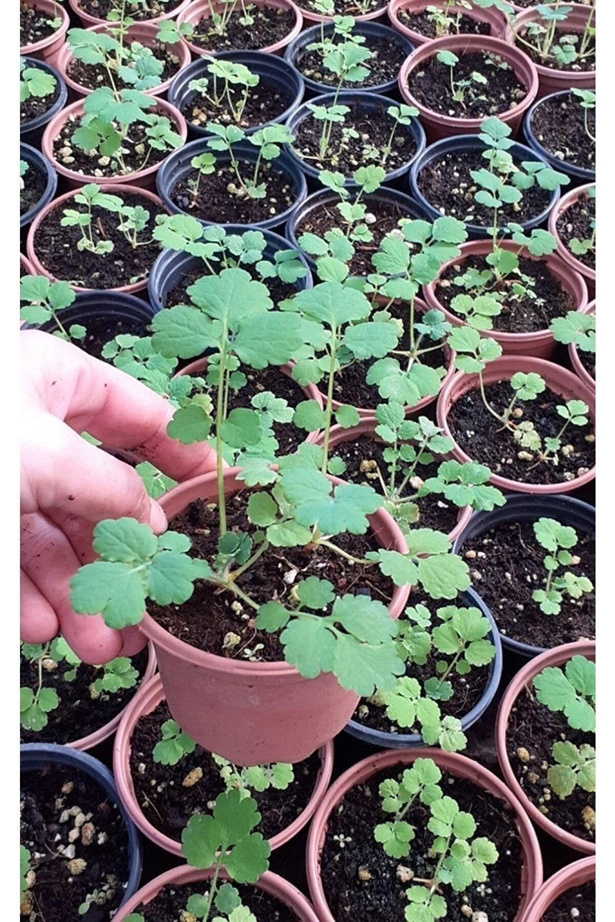 Kırlangıç Otu Fidesi Saksıda 8 (LİK)