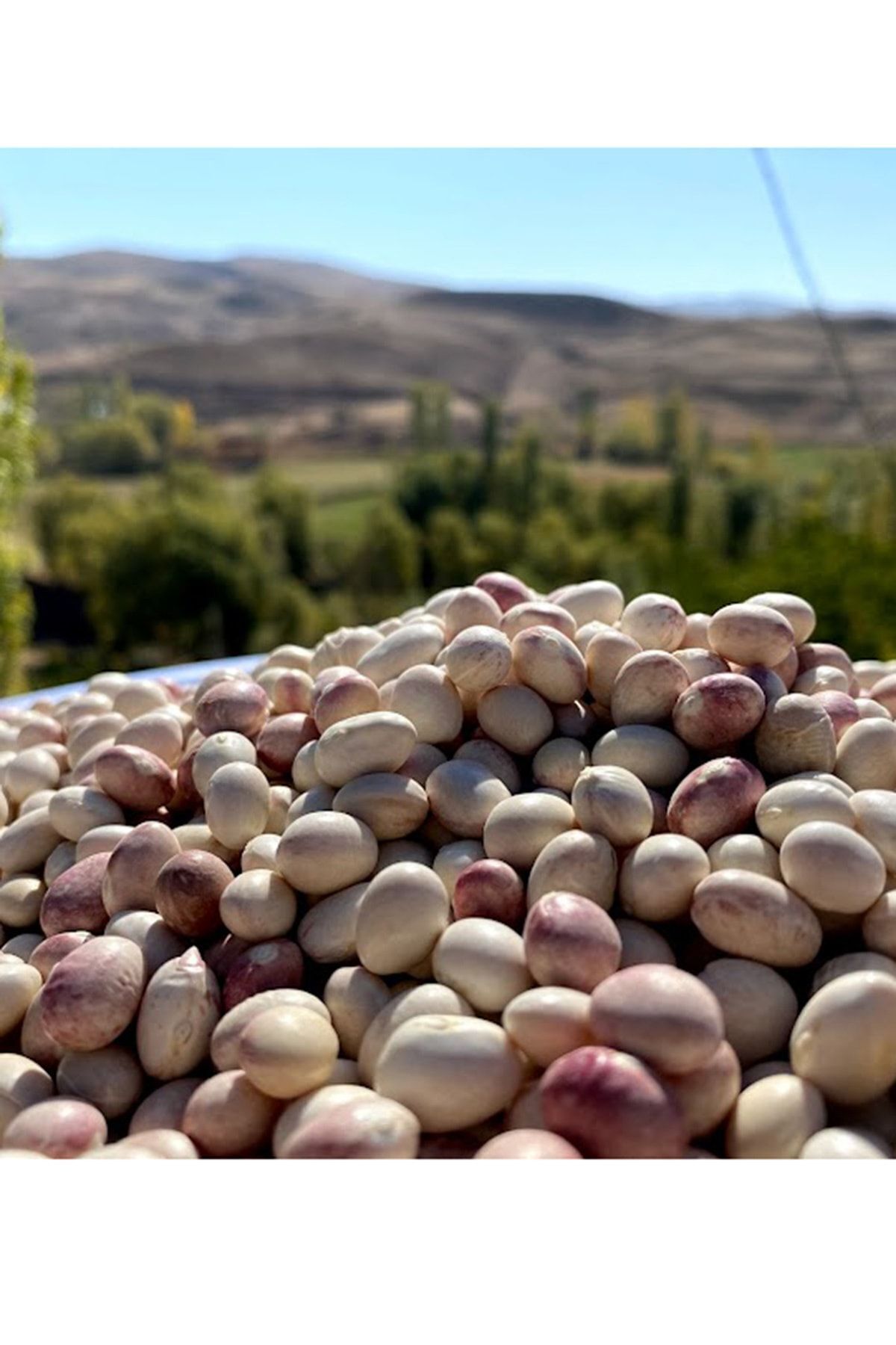 Ispir Fasulyesi - 1 Kg