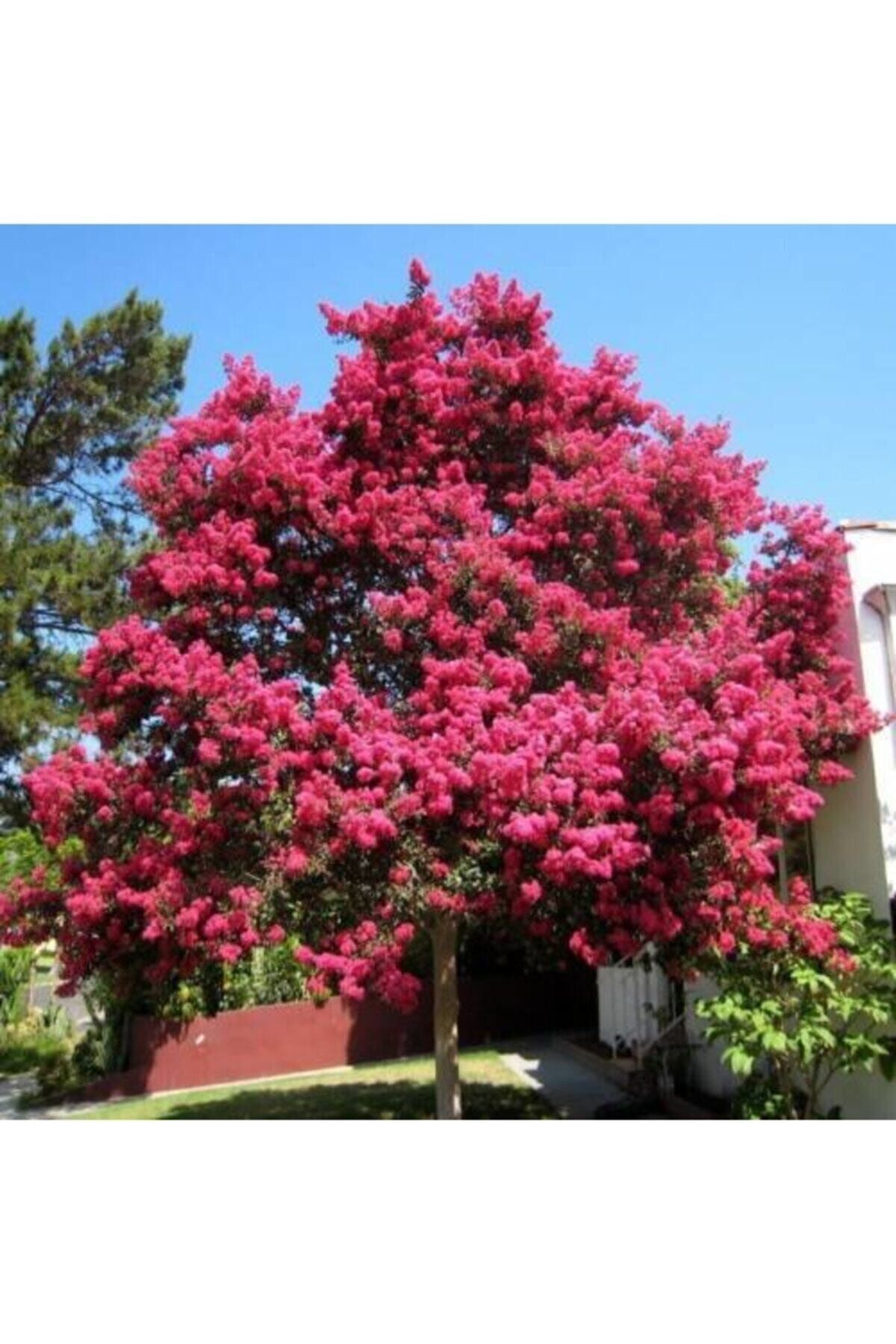 Oya Ağacı Fidanı Pembe ( Tüplü) 30 -40 Cm