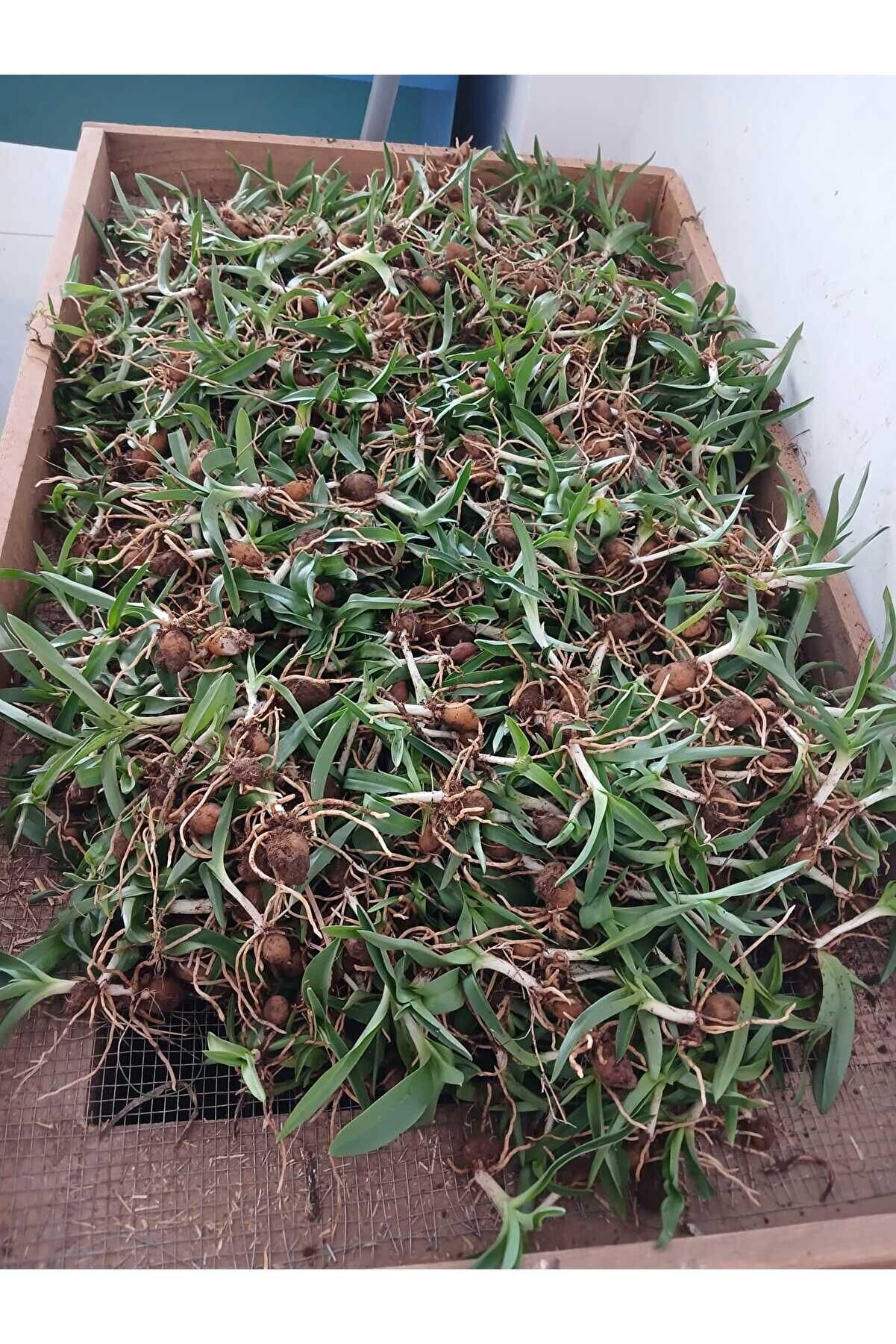 Salep Fidesi, Tohumu, Yıkanmamış, Dikime Hazır (20 ADET)