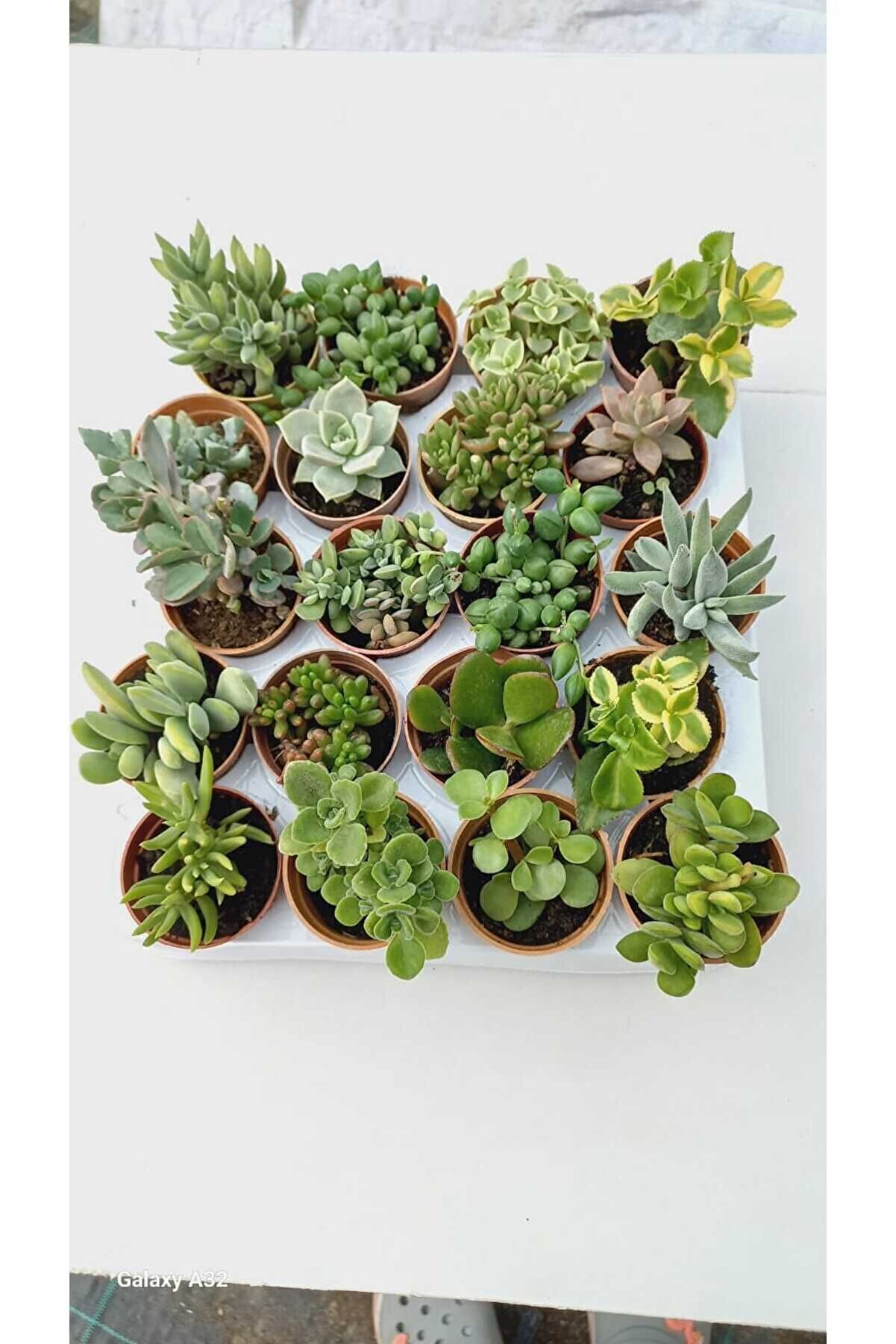 10 Adet 2 Yedek Toplam 12 Farklı Sukulent