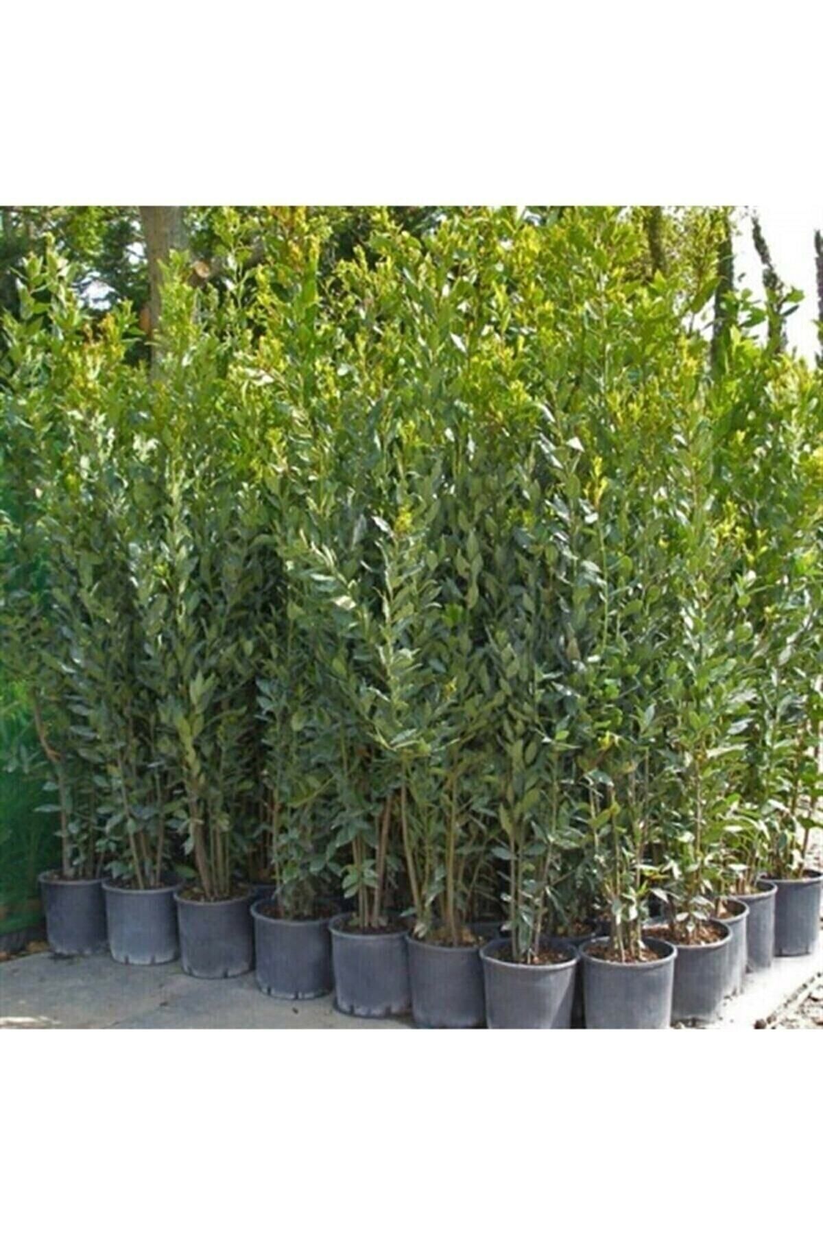 Tüplü 25-30 cm Defne Ağacı Laurus Nobilis Fidanı