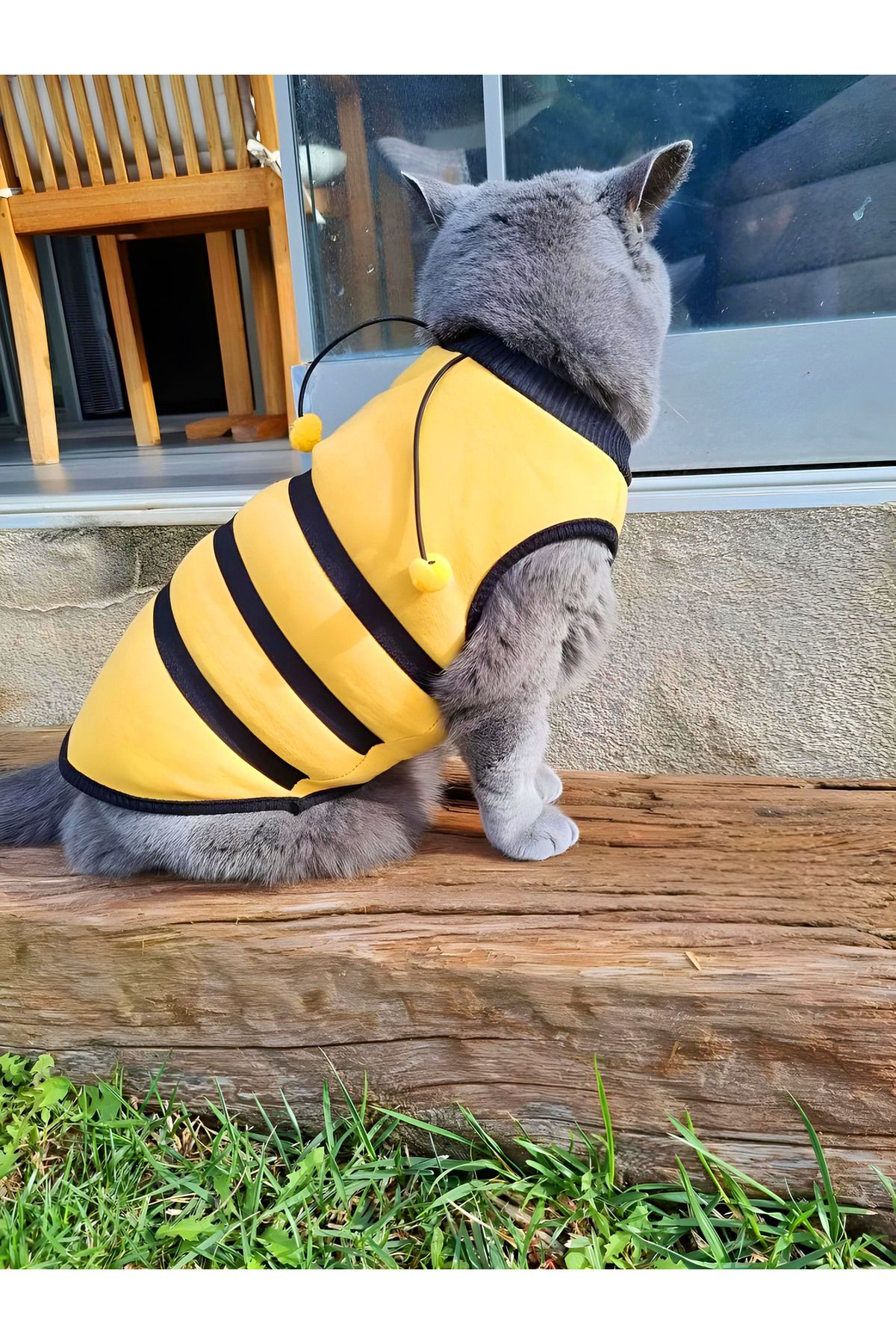 Yeni Sezon Köpek Ve Kedi Kıyafeti - Arı Maya