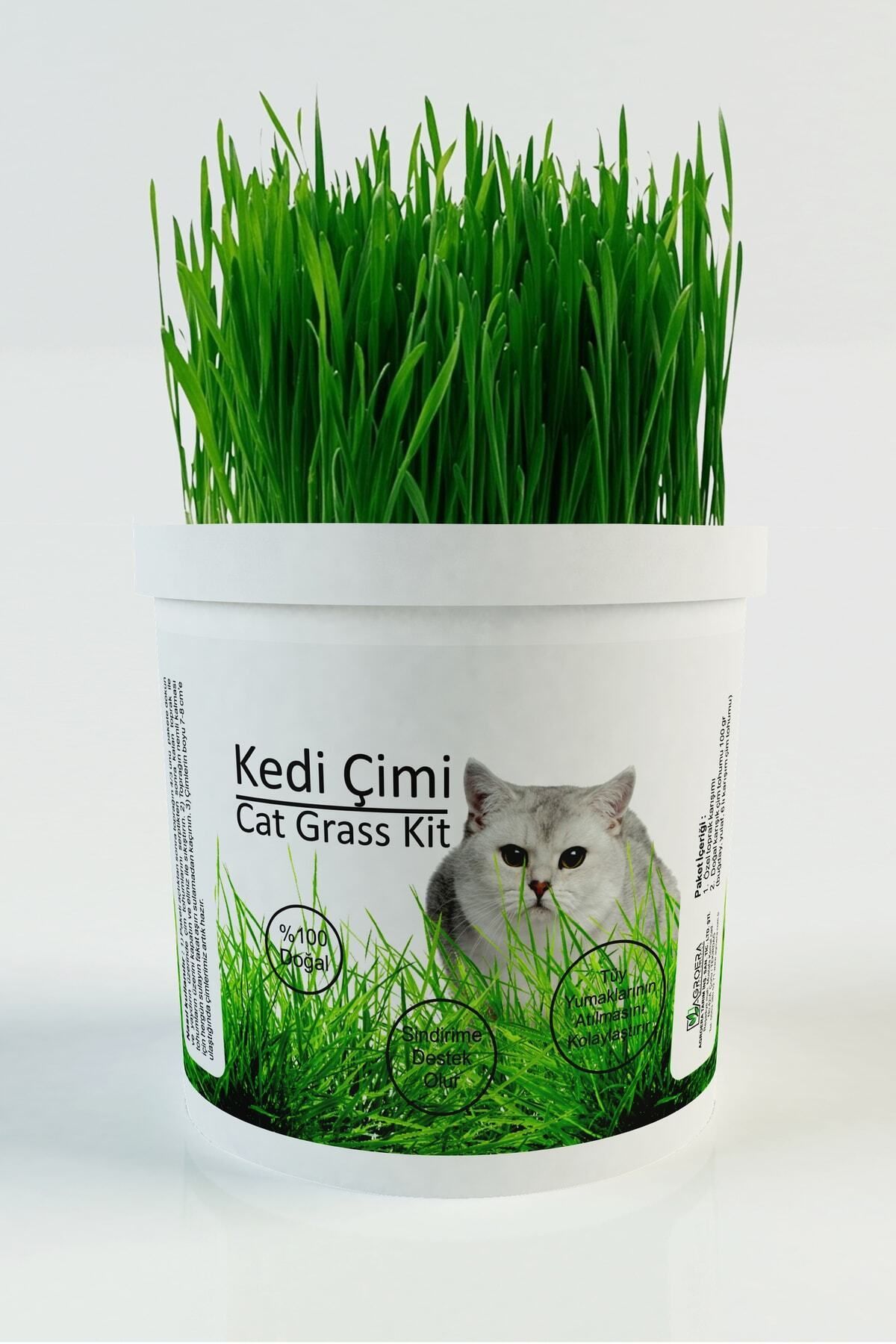 %100 Doğal Kedi Çimi (tüy Yumağı Önleyici)