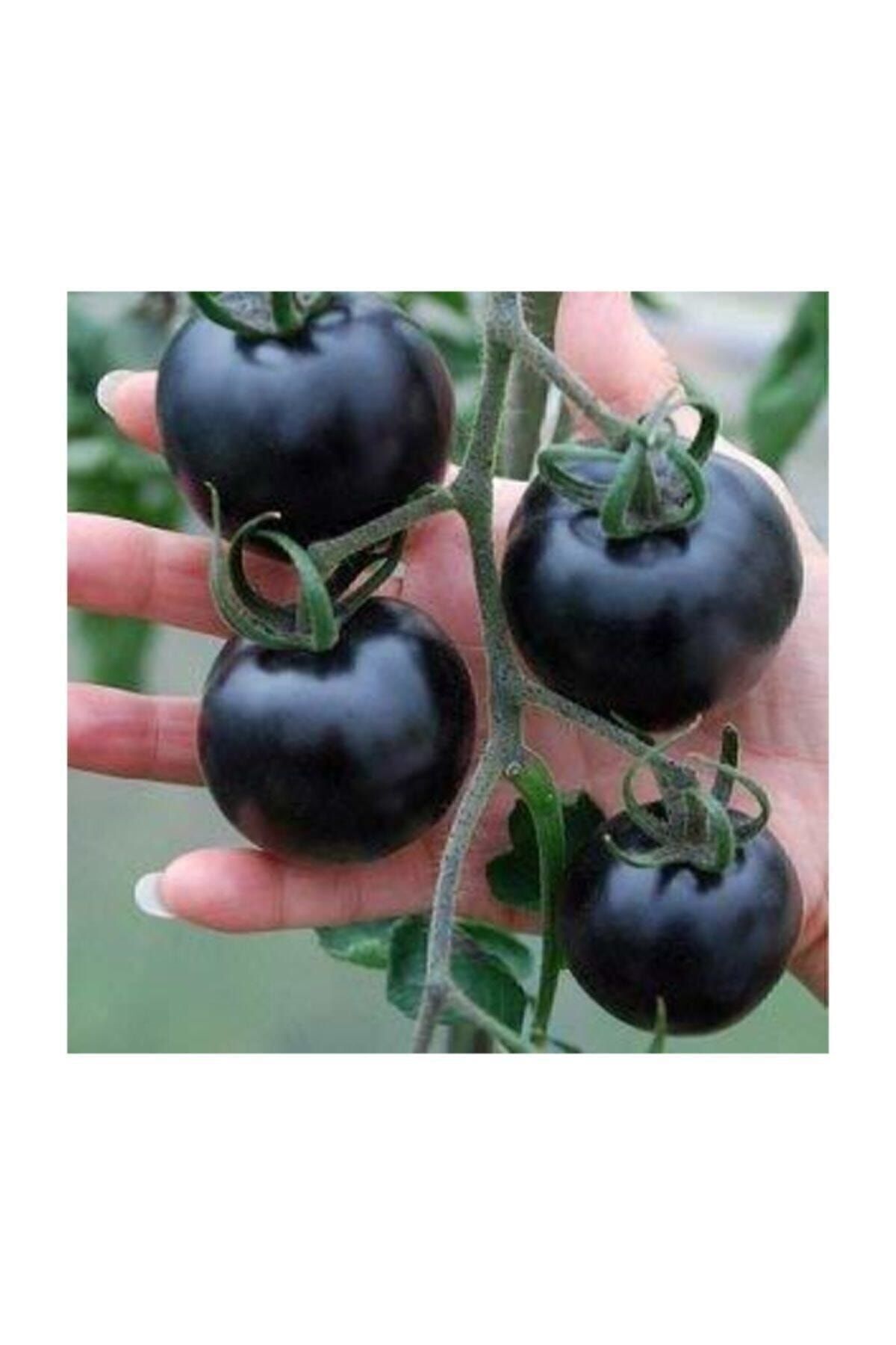 Siyah Domates Tohumu 5 Adet Tohum Black Tomato