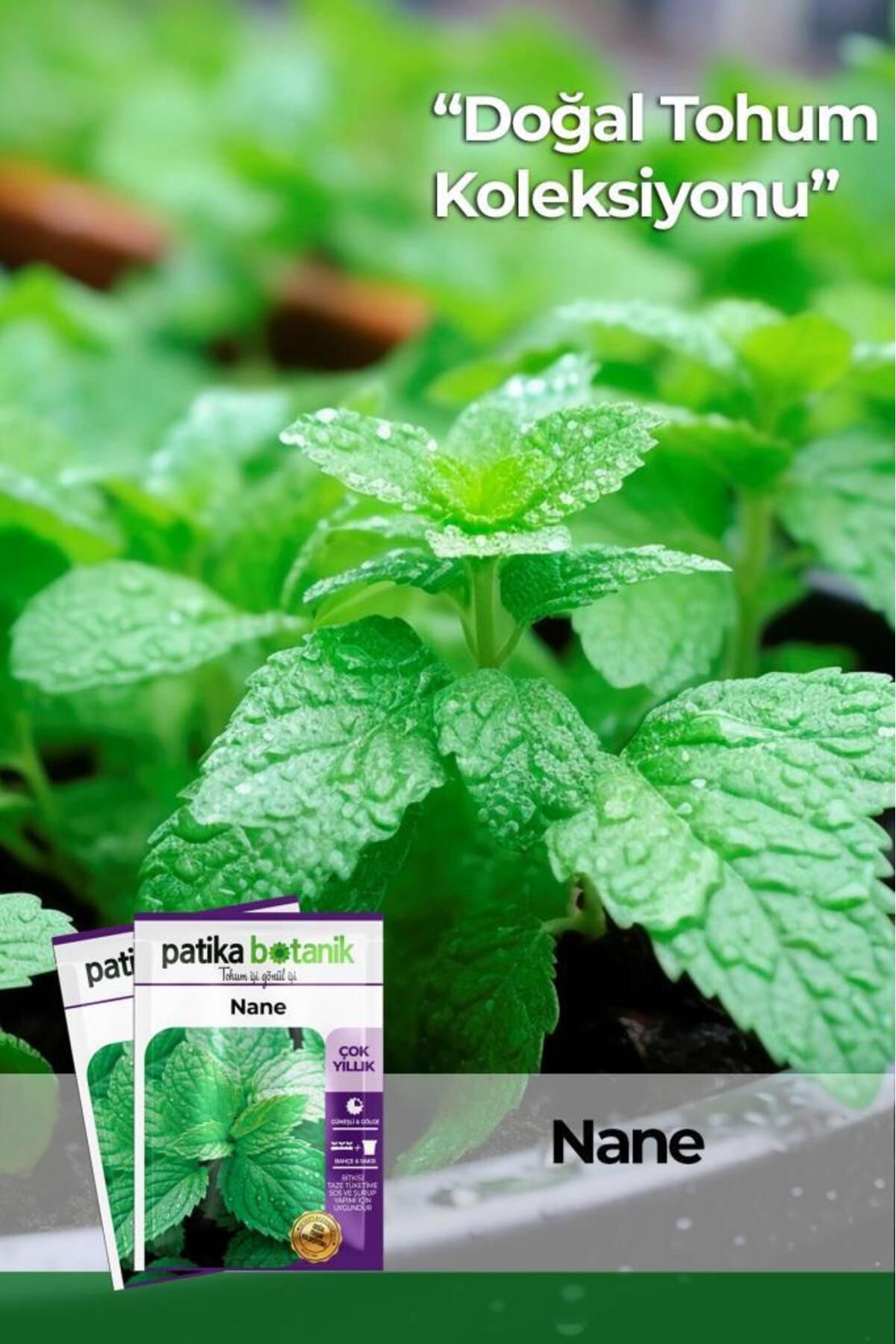 100 Adet Nane (MENTHA) Çiçek Tohumu