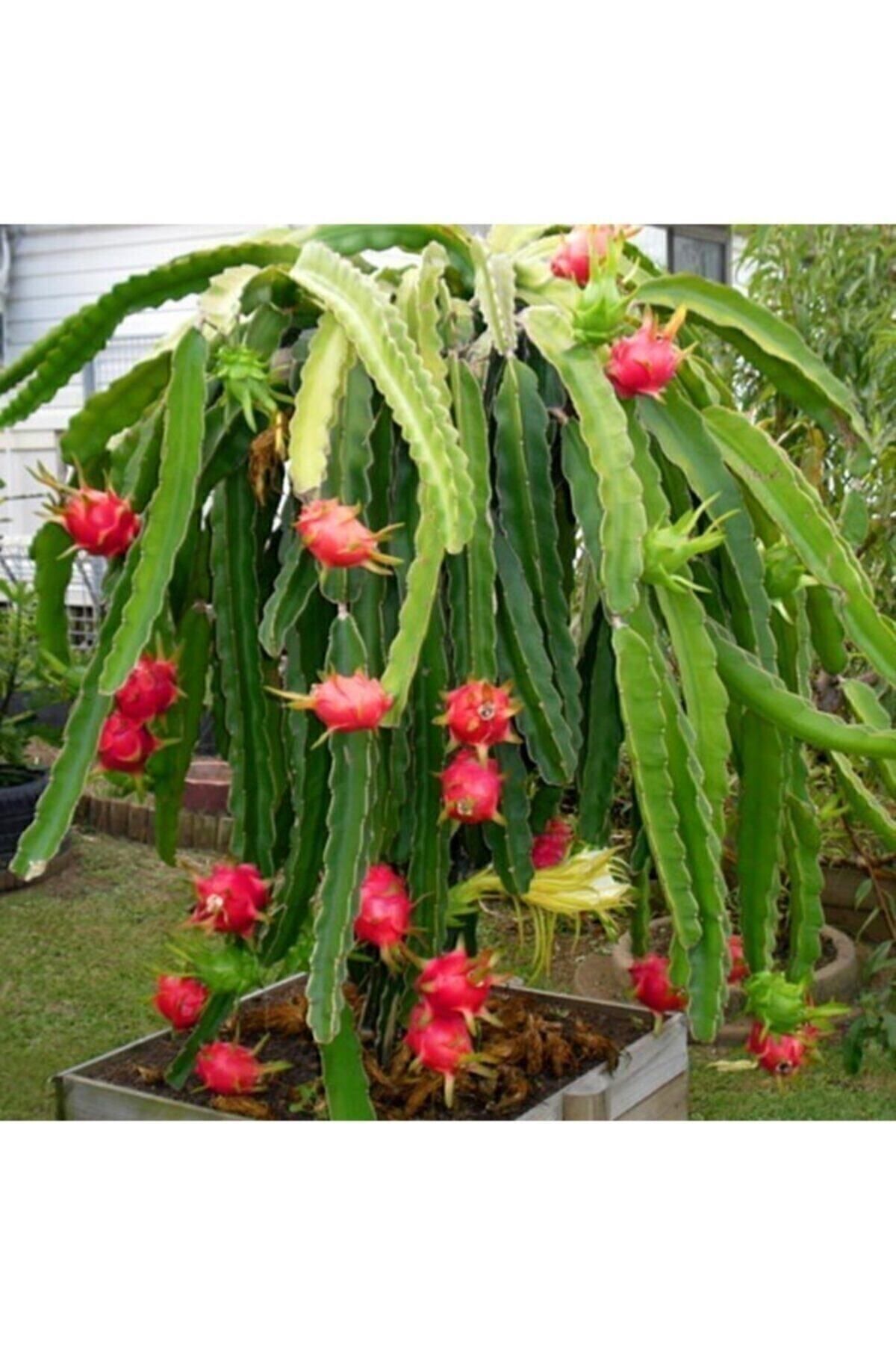 Pitaya Ejder Meyvesi Fidanı Çelik Dal 25-30 Cm