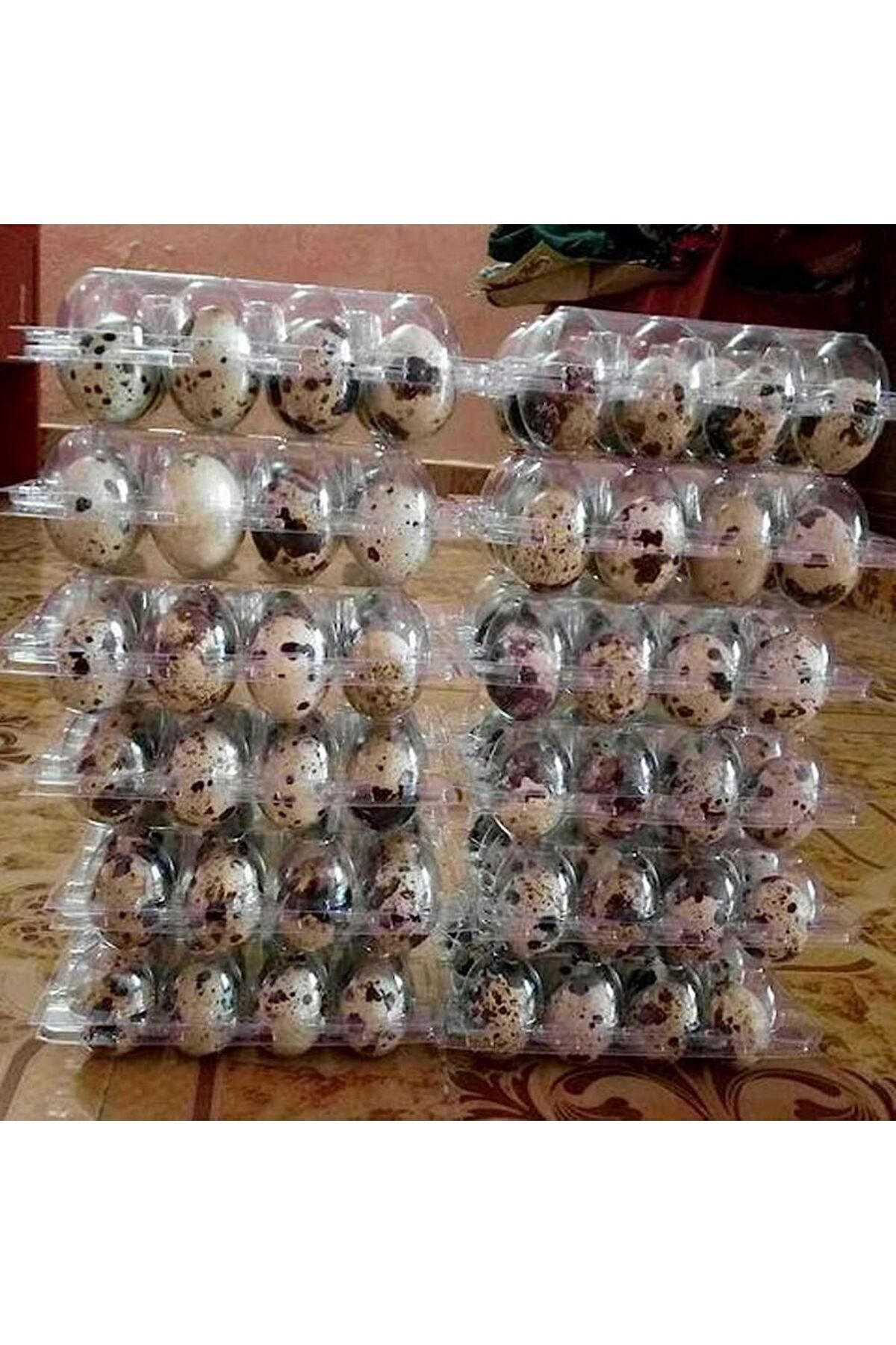 20paket Karışık Bıldırcın Kuluçkalık Yumurta 20x12=240adet (KIBRIS, JUMBO,JAPON,BROWN,UKRAYNA,BEYAZ)