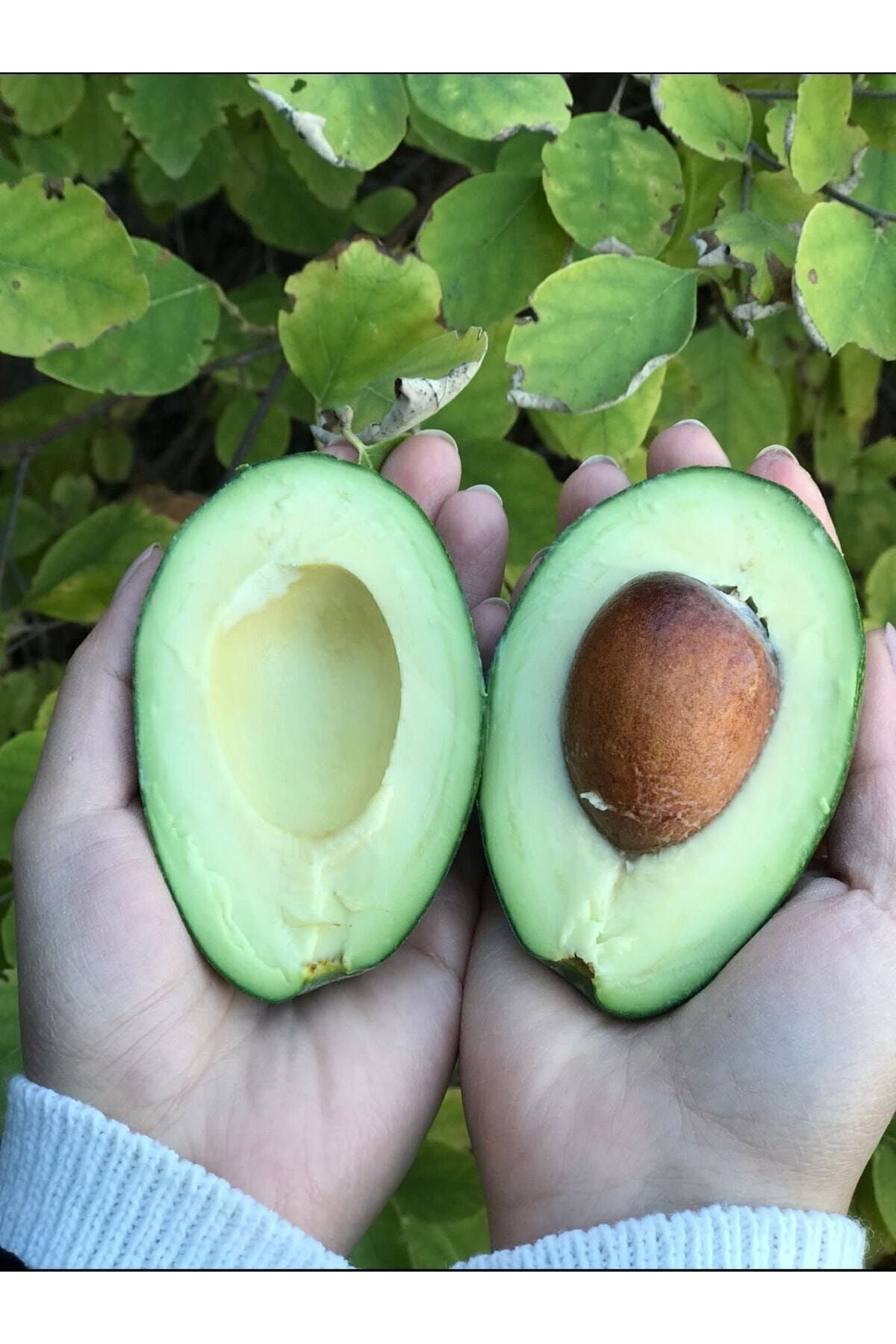 1 Kg Avokado Taze- Yeni Hasat