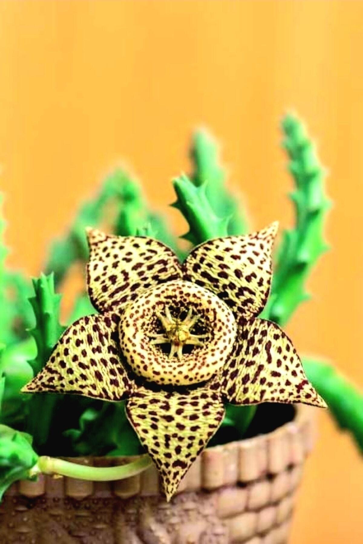 Huerniamelez (angolensis) Leş Kaktüsü Salon Çiçeği Sukulent 5,5 Cm 1.kalite Özel Ürün