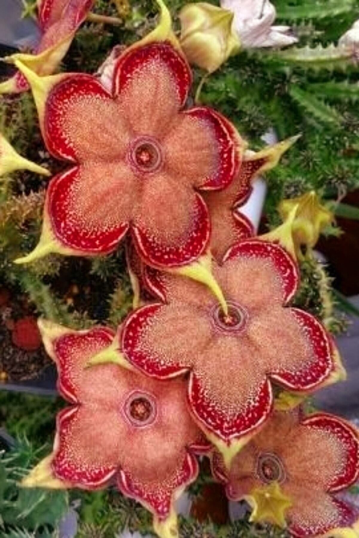 Özel Renk Leş Kaktüs Stapelia 5.5cm Mini Boy