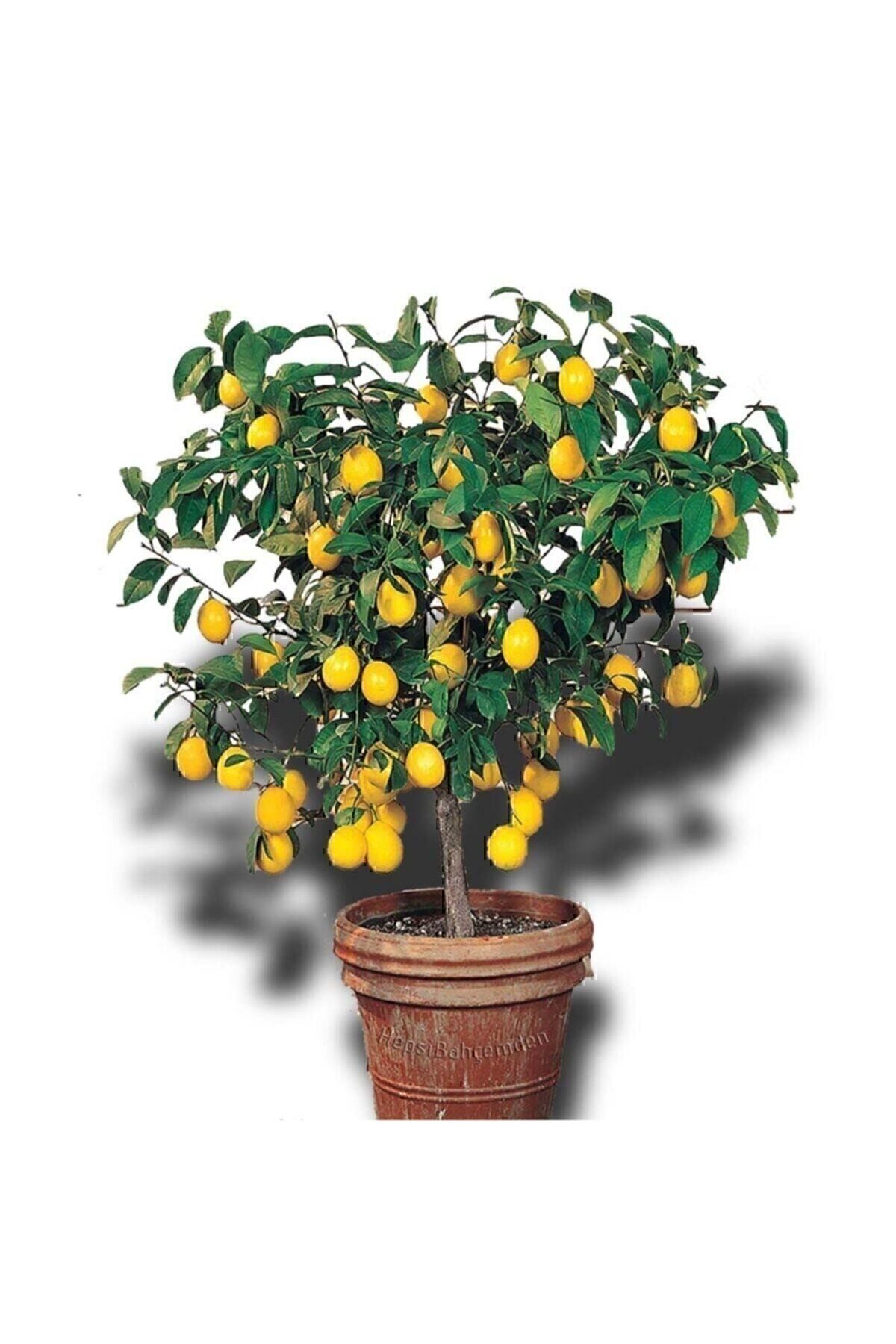 Yediveren Limon Fidanı Üzeri Bol Çiçekli Limon Ağacı Fidanı