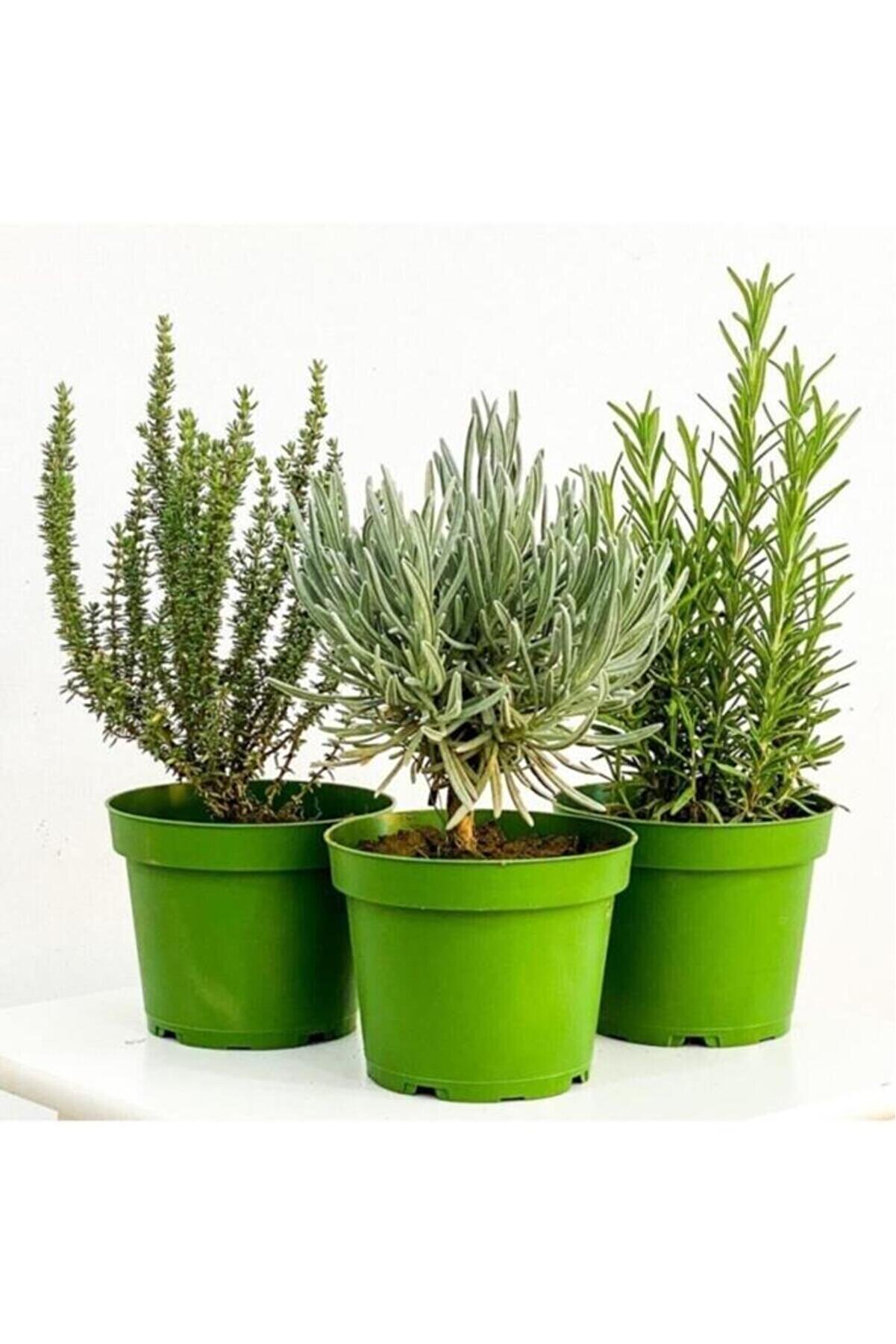 Kekik Itır Biberiye 3 Lü Set 10-20 Cm Aromatik Bitki Seti