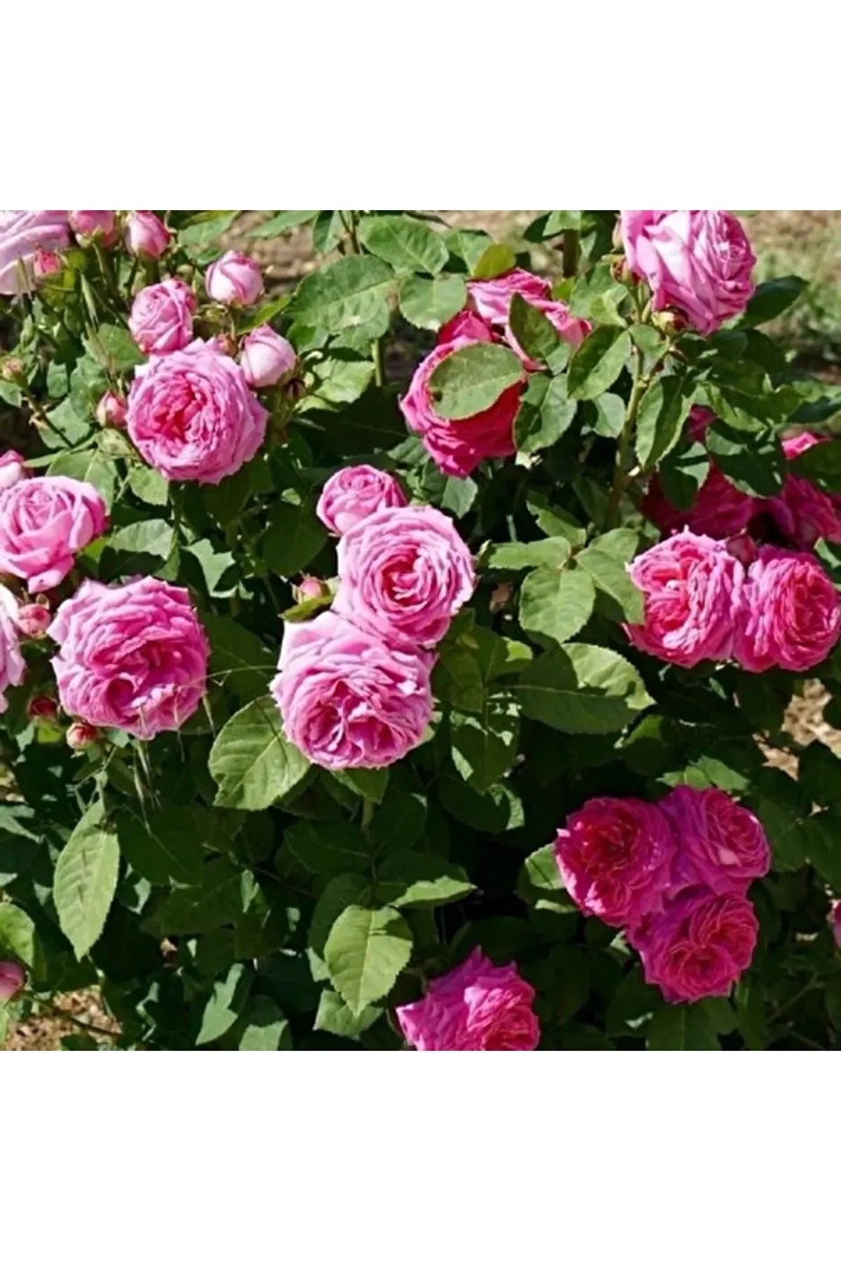 Tüplü Kokulu Reçellik Pembe Isparta Gülü Fidanı 15-25 Cm