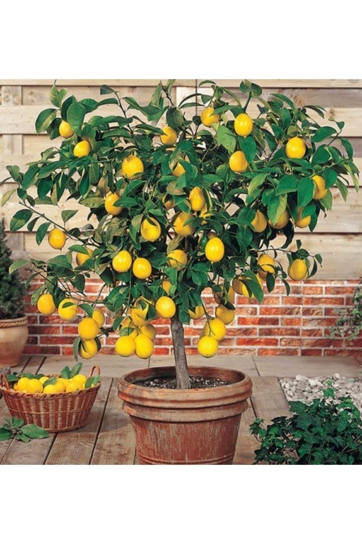 Limon Fidanı (ÇİÇEKLİ)bol Yapraklı Yediveren Aşılı Limon Ağacı Fidanı (TÜPLÜ) 3 Yaş 140 Ila 170 I