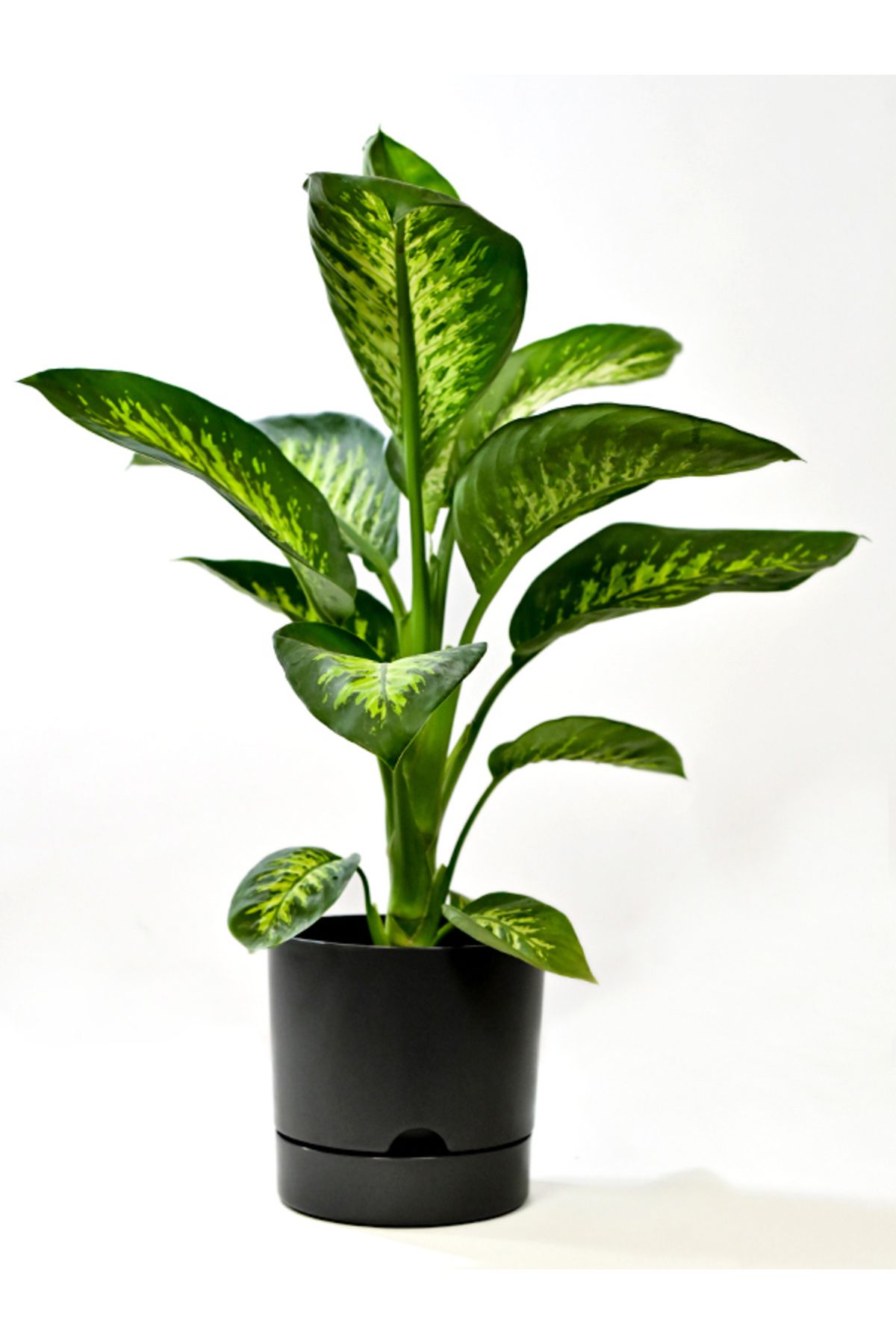 Begonya 9 Litreantrasit Tabaklı Saksı (LEOFLOWERS ÜRÜNÜ)ağız Çapı 24.5 Cm Yükseklik 23 Cm