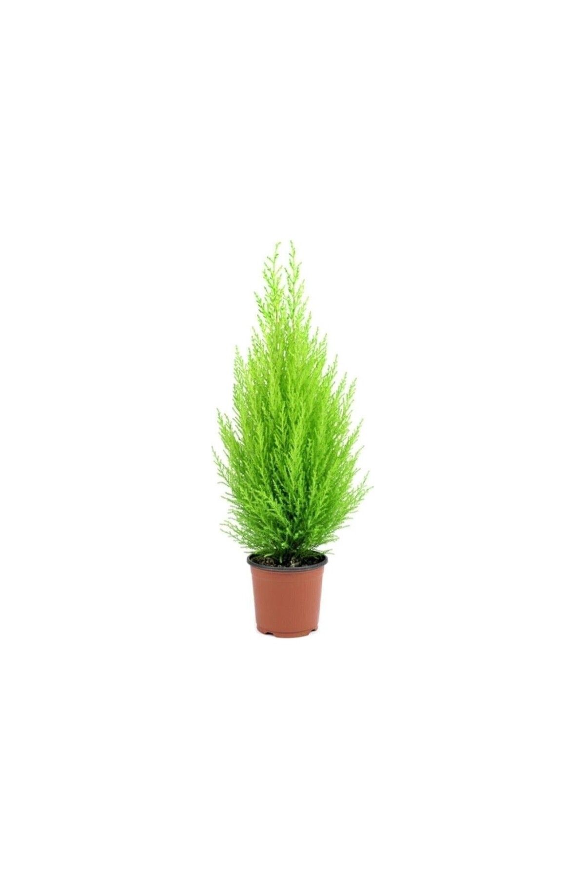 Bodur Limon Servi Çam Ağacı 30-60 Cm