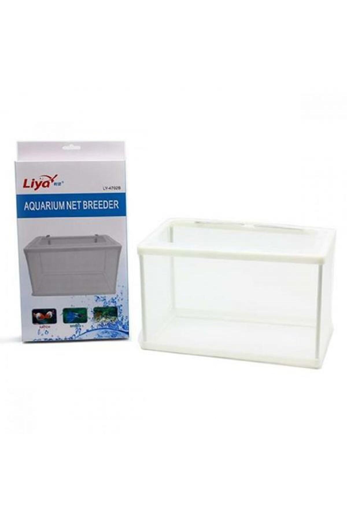 4702b Büyük Tül Yavruluk