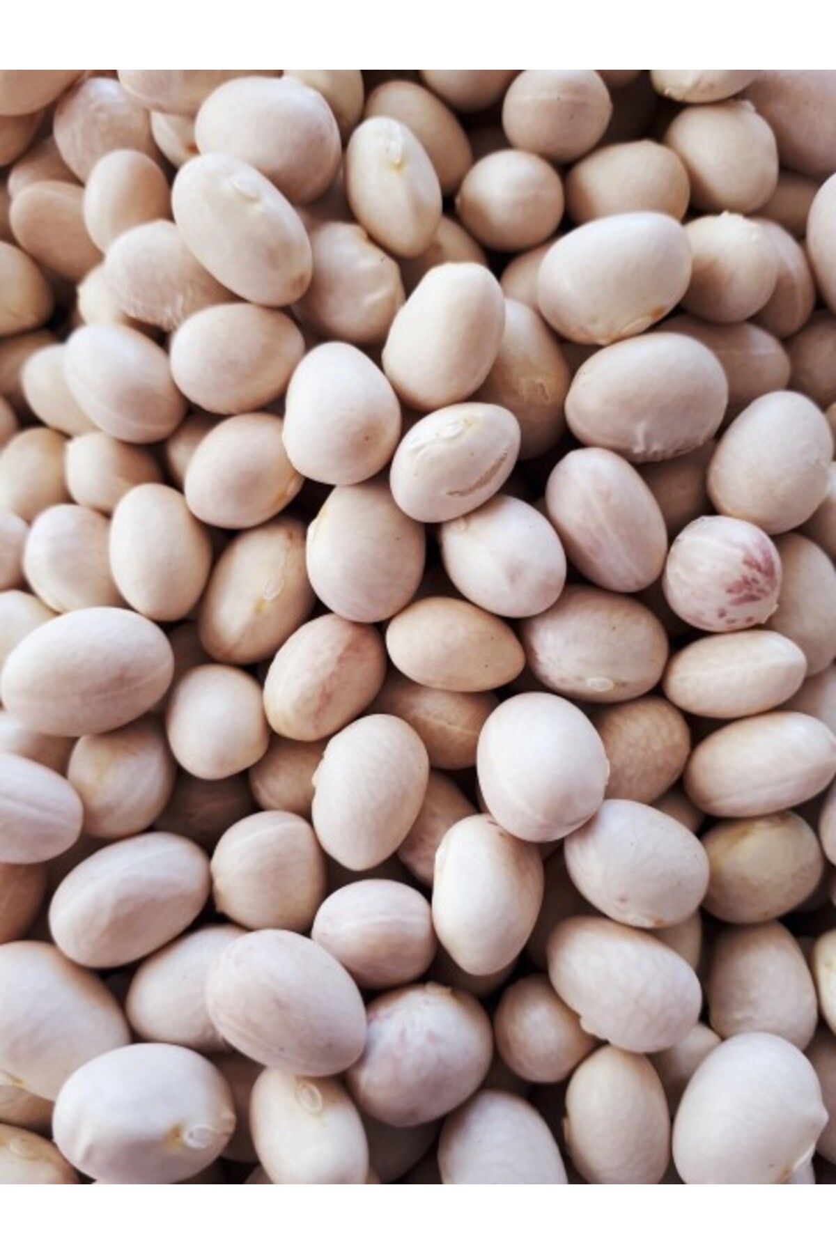 Çayeli Fasülyesi Ispir Fasülye 1000gr *** Yeni Mahsül ***