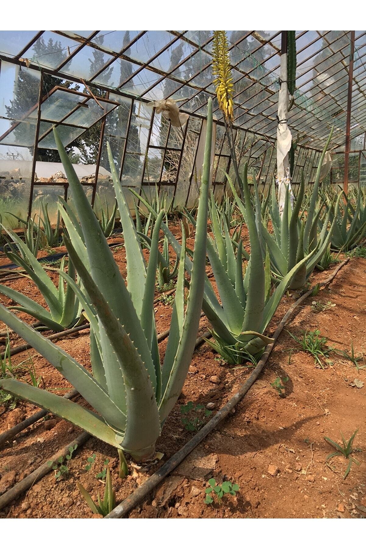 Çok Büyüyen Aloe Vera Çiçeği Bitkisi Fidanı 30 Cm Saksısız Köklü Odunsu