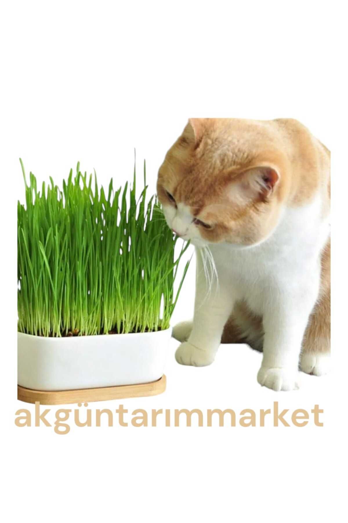 Kedi Çimi Için Doğal Buğday Tohumu 500 Gr