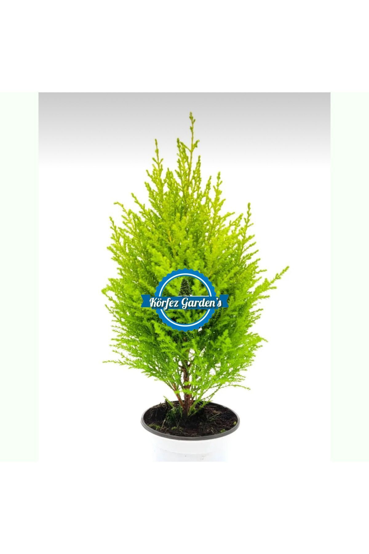 Limon Çamı Limoni Servi 2 Yaşında Fidan 30-35 Cm Boy