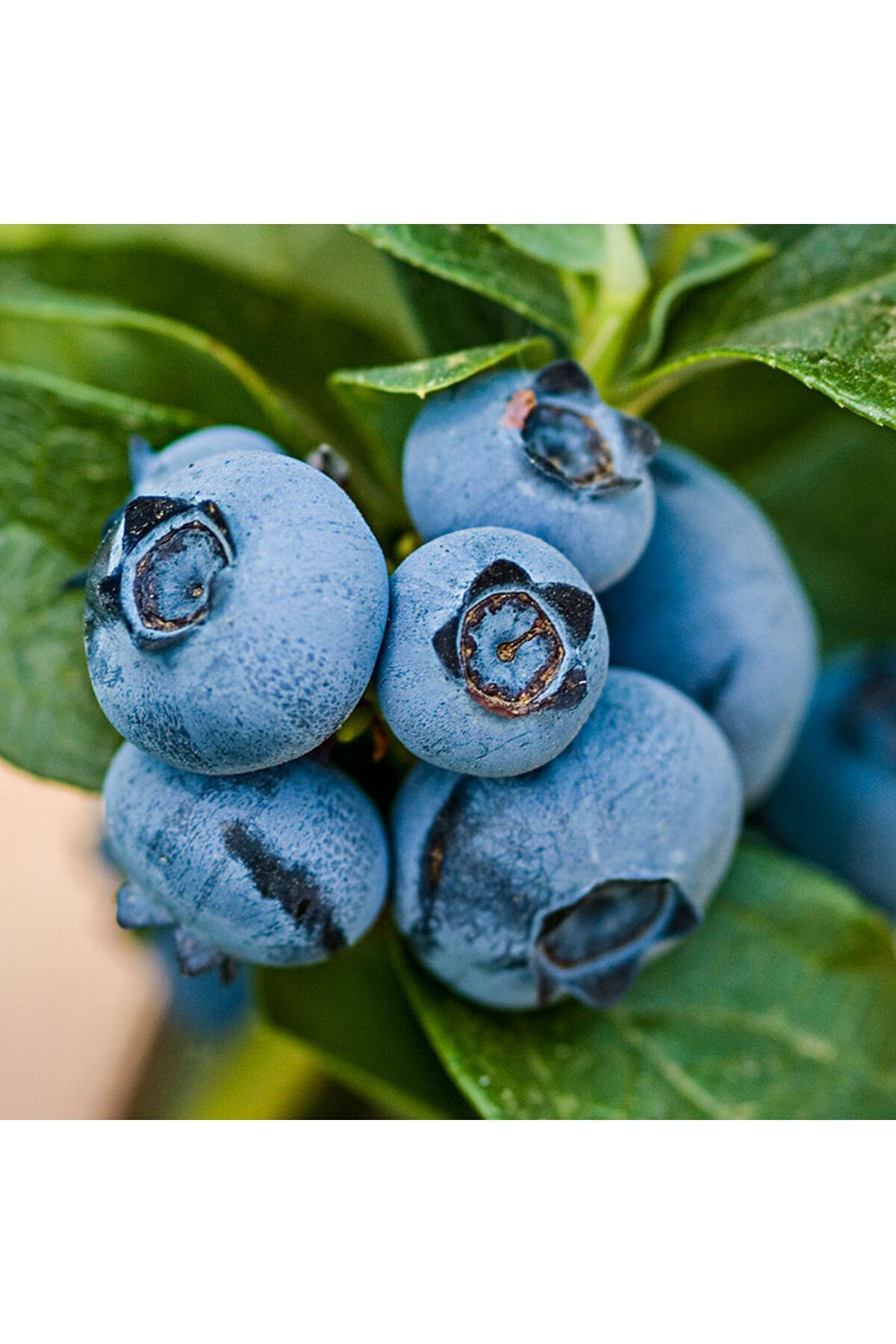 Taze Yaban Mersini 500 gr