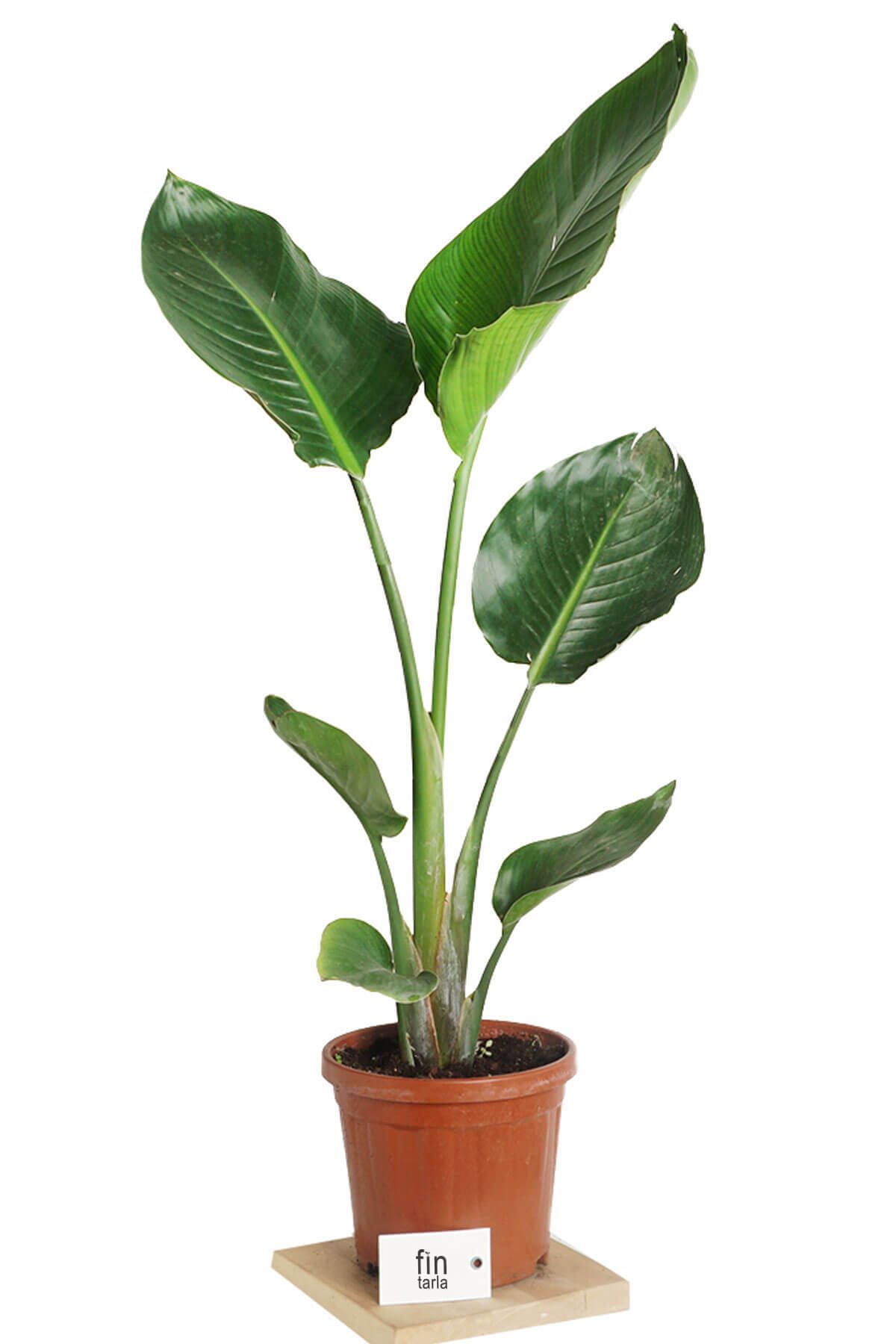Starliçe Cennet Kuşu Strelitzia Nicolai 70cm