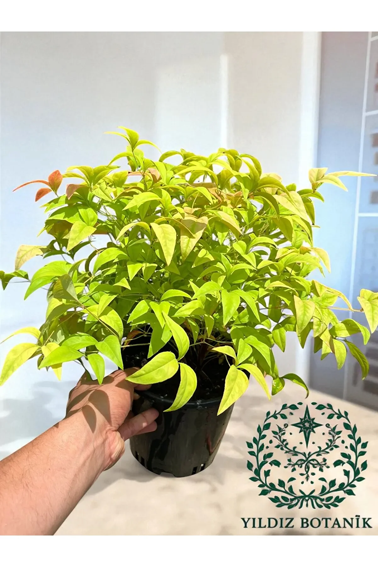 Renk Değiştiren Cennet Bambusu Çiçeği Nandina Fire Power Hediyelik Bitki 30-40 Cm