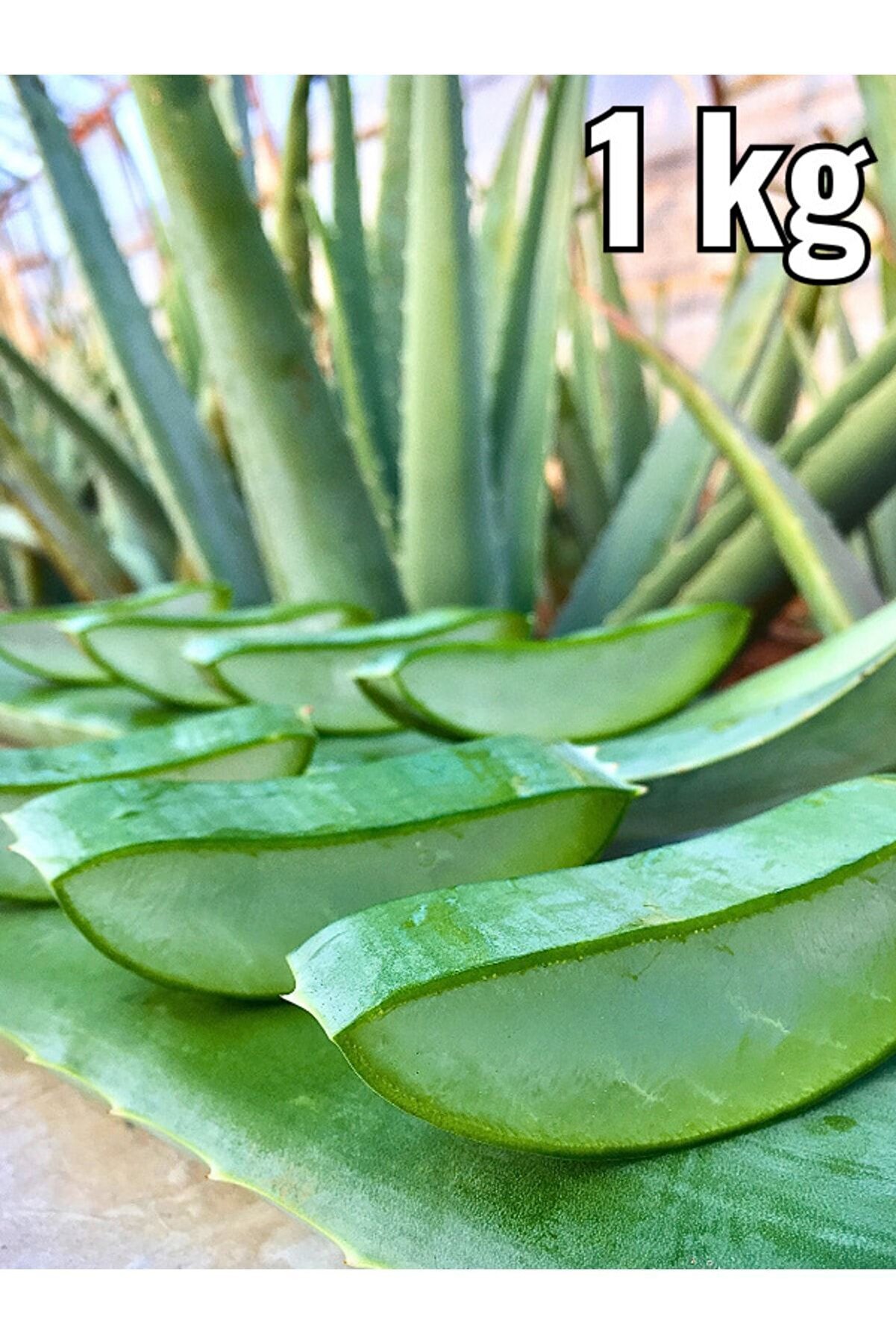 Aloe Vera Yaprak 1 Kg Aloe Vera Jel Için Doğal, Fidan Hediyeli