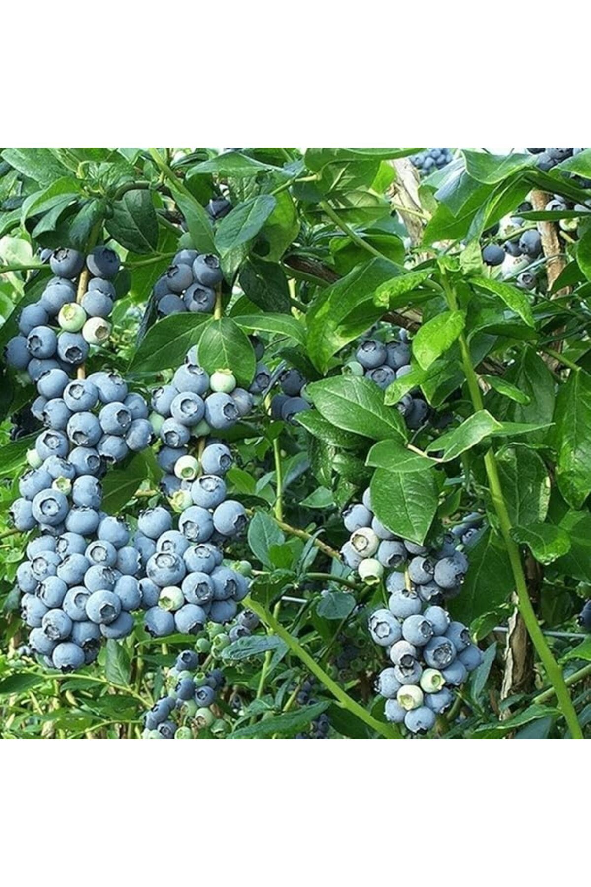 Tüplü Bluegold Yaban Mersini Fidanı