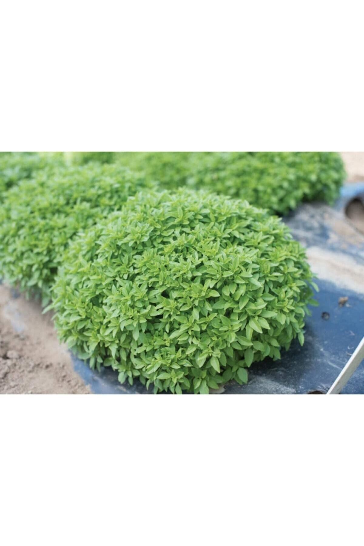 Dünyam 100 Adet Dev Top Reyhan/fesleğen Tohumu